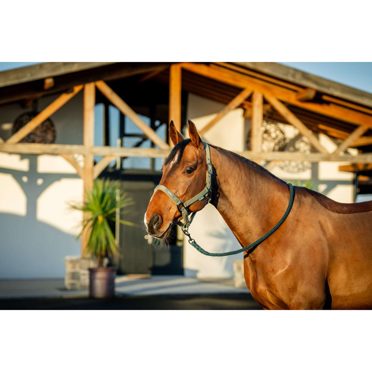 Amigo Halter and Leadrope Bramble