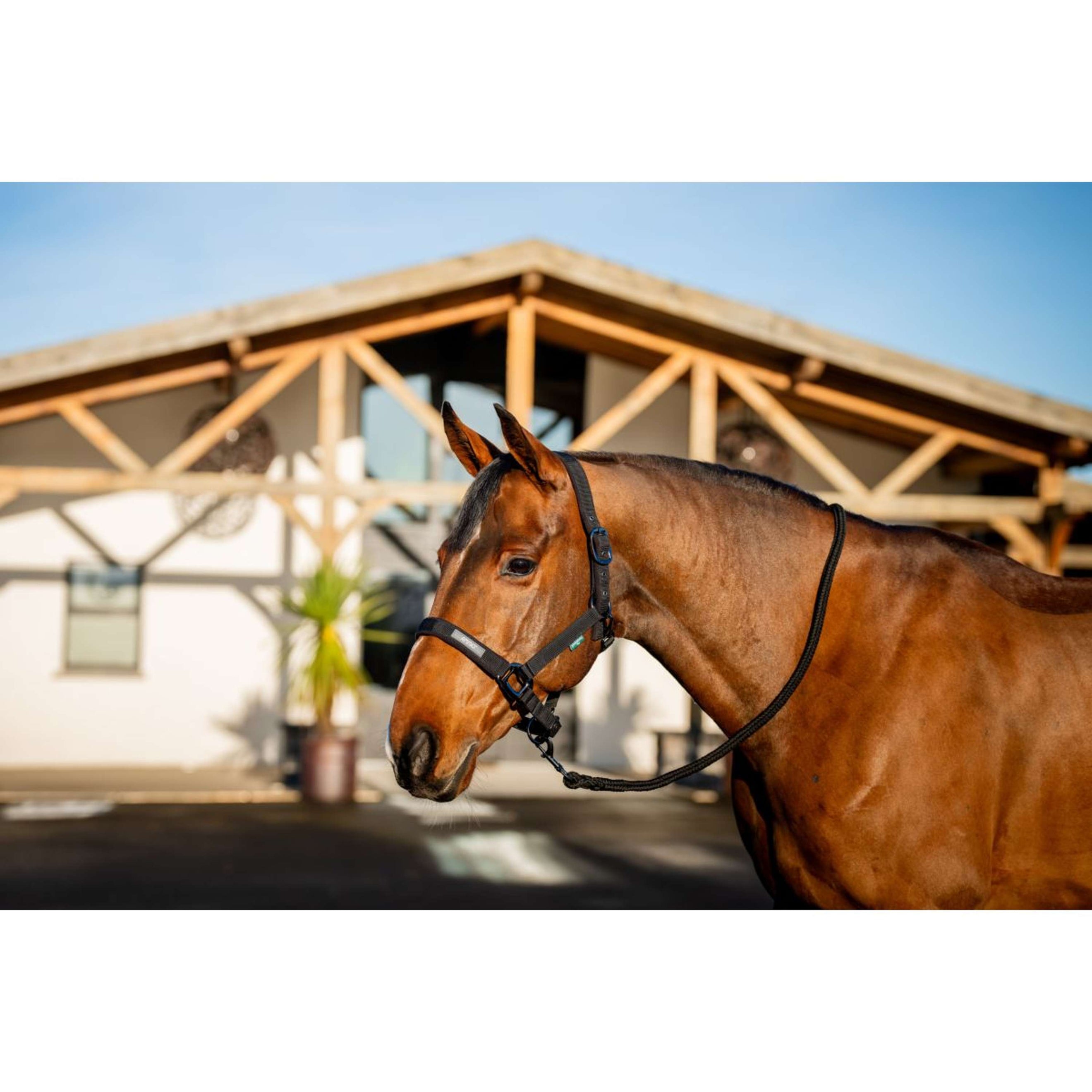 Amigo Halter and Leadrope Black