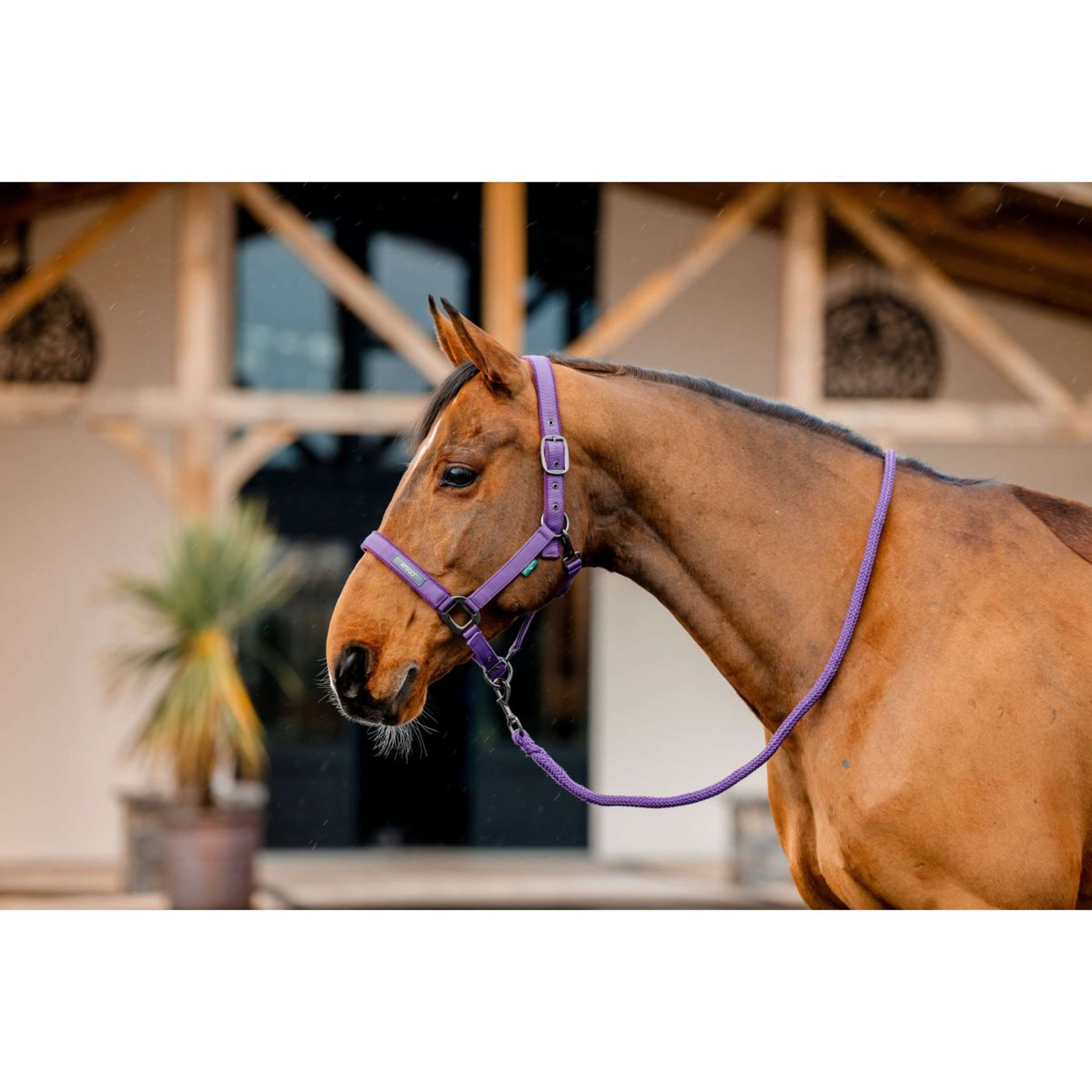 Amigo Halter and Leadrope Winterberry