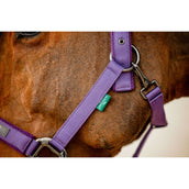 Amigo Halter and Leadrope Winterberry