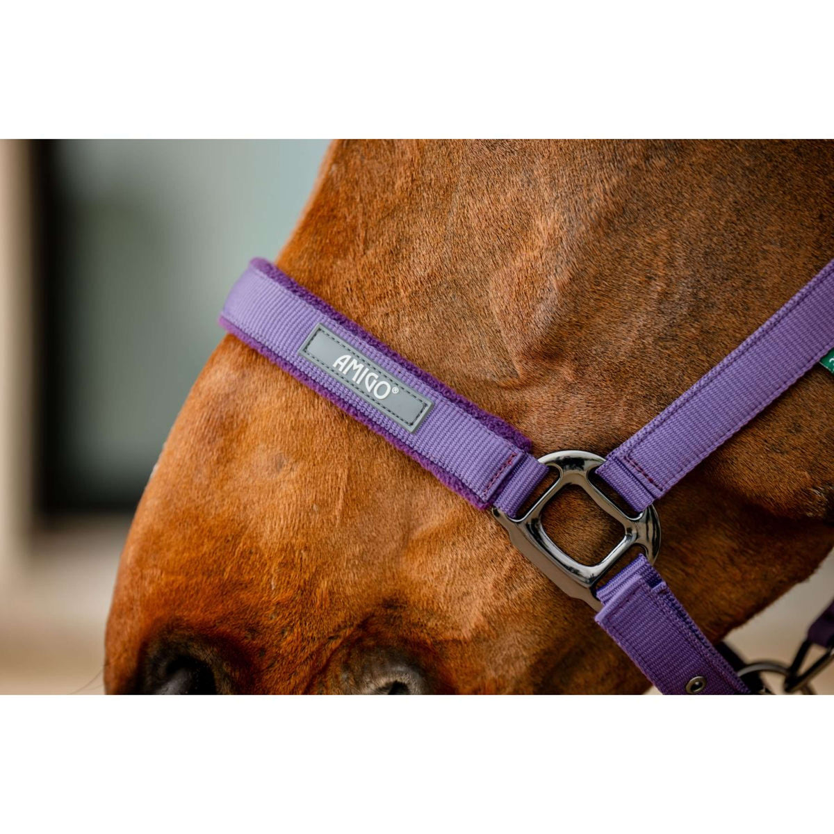 Amigo Halter and Leadrope Winterberry