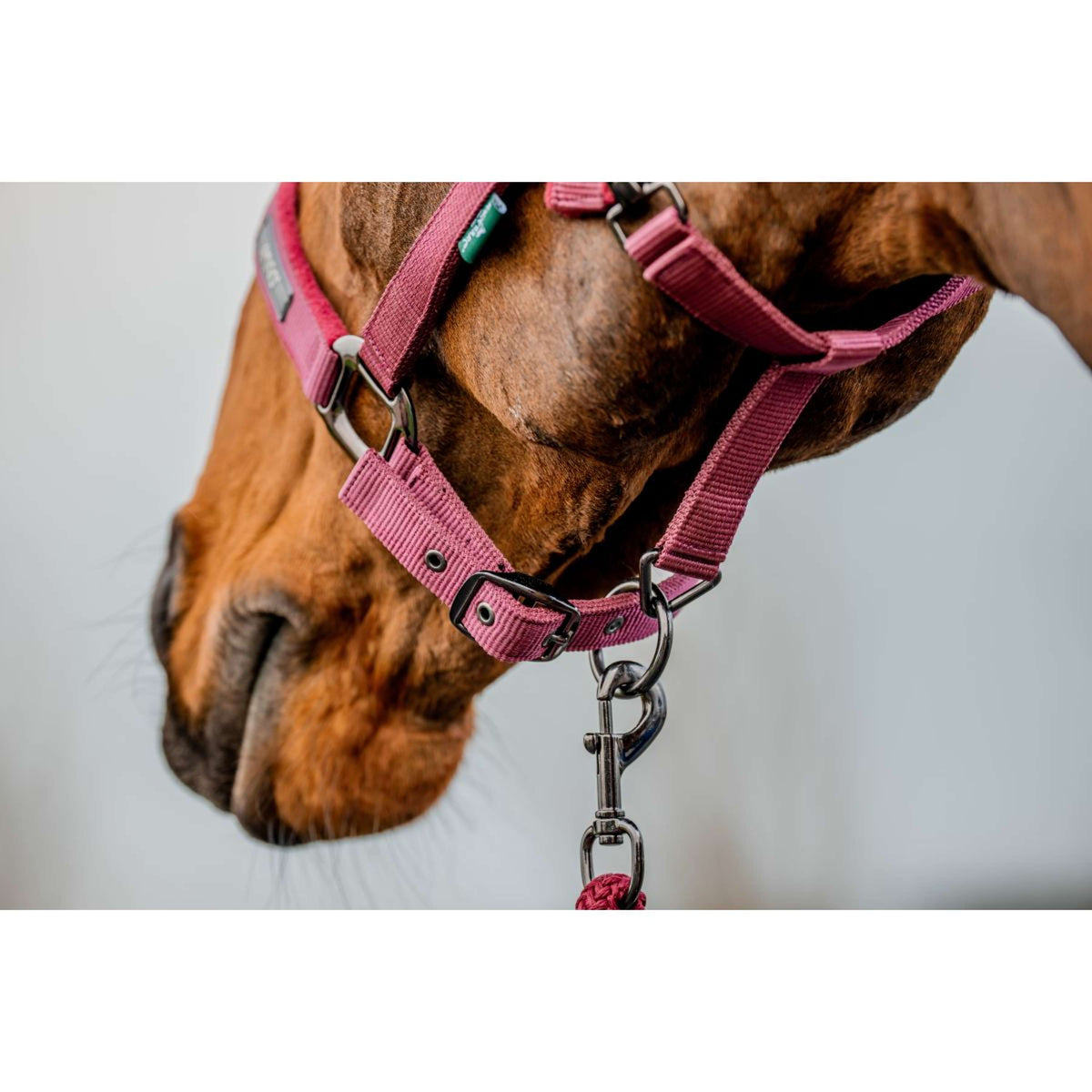 Amigo Halter and Leadrope Mulberry