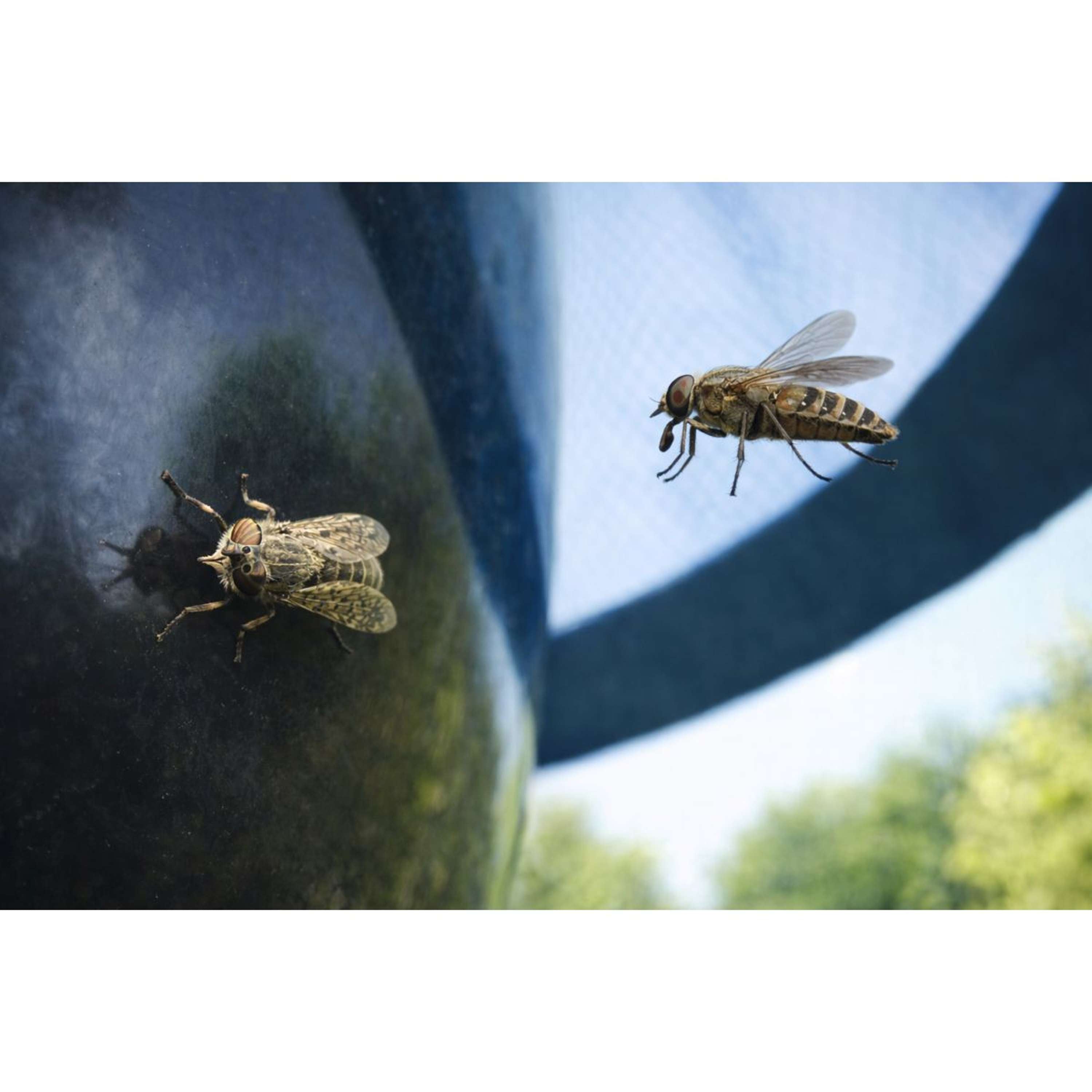 H-Trap Horse-fly Trap