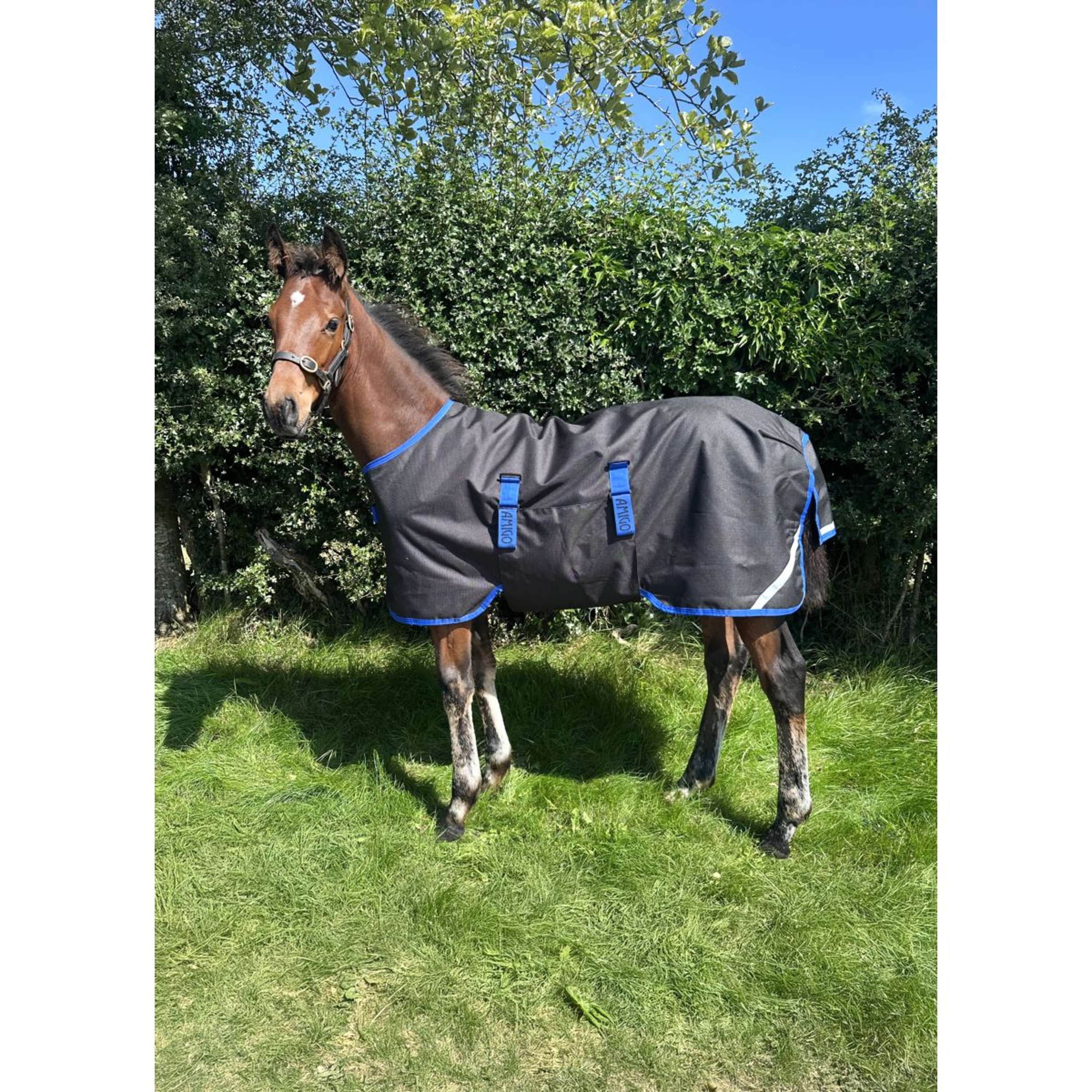 Amigo Foal Rug Ripstop 900D 200g Black/Classic Blue