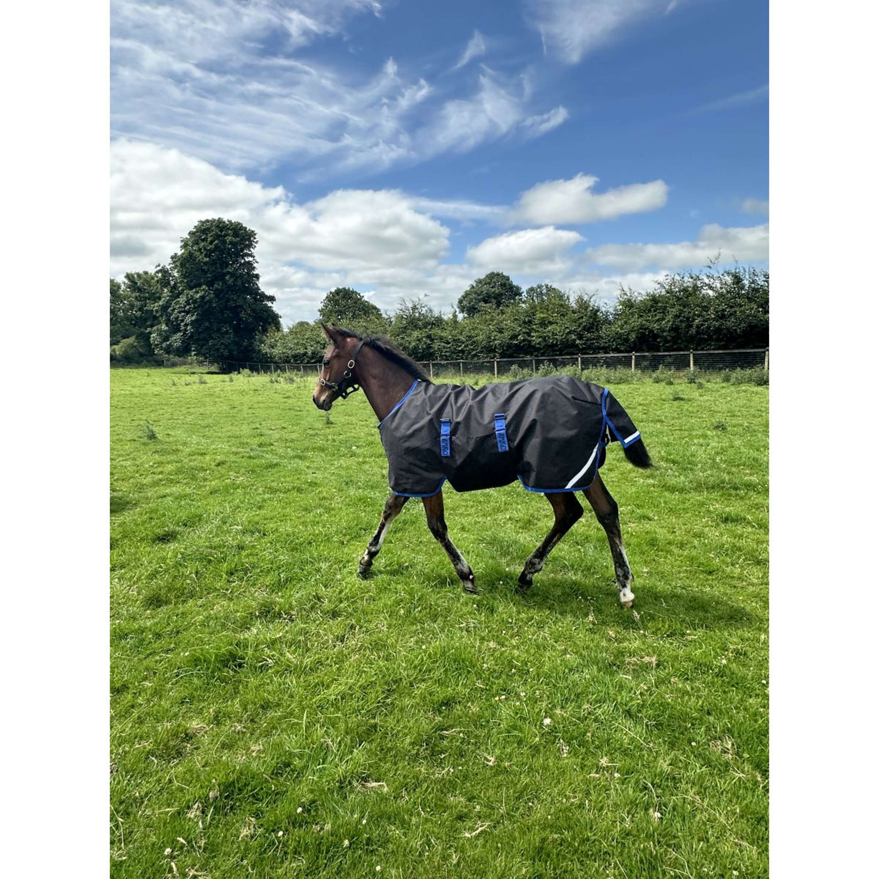 Amigo Foal Rug Ripstop 900D 200g Black/Classic Blue