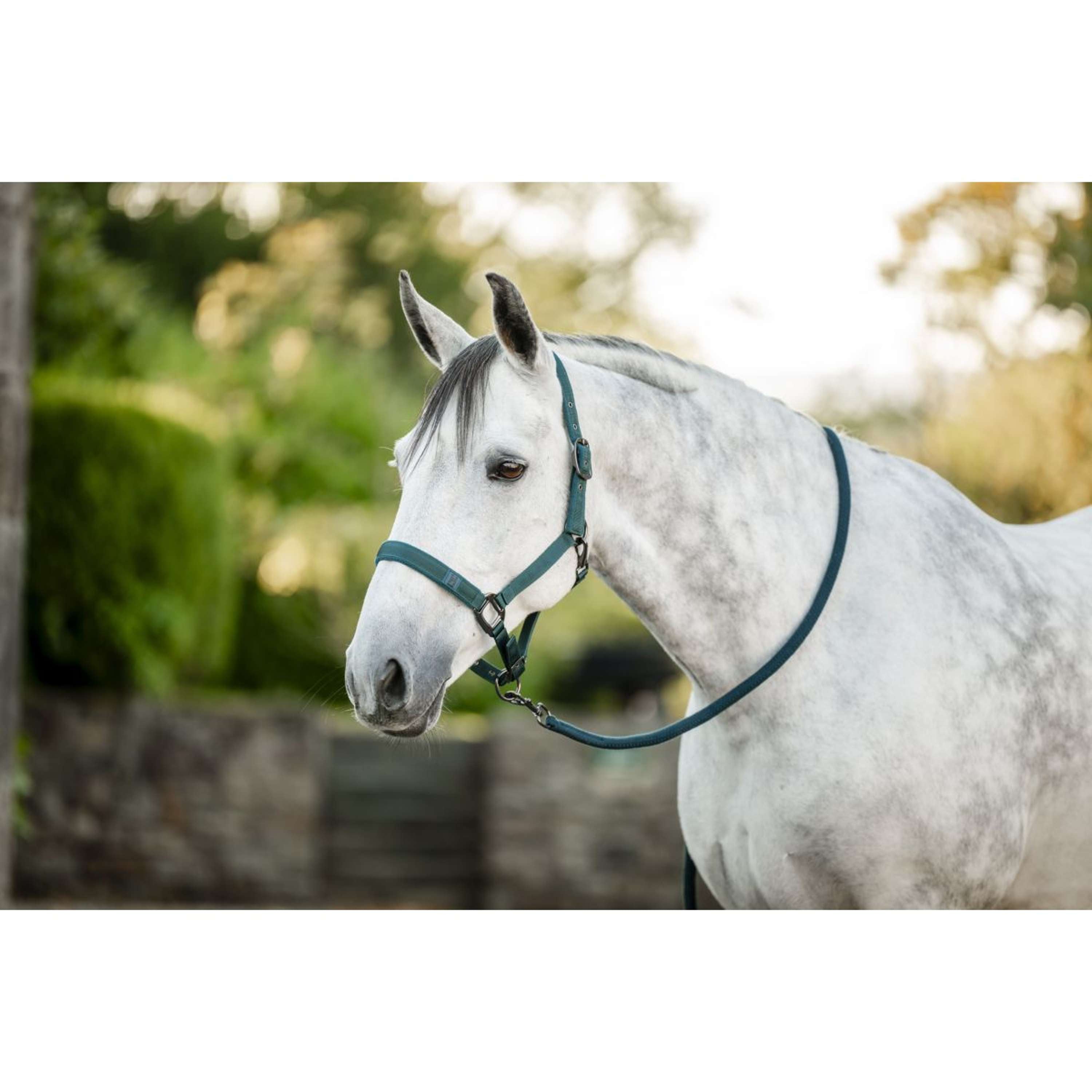 Amigo Halter and Leadrope Dynasty Green