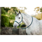 Amigo Halter and Leadrope Dynasty Green