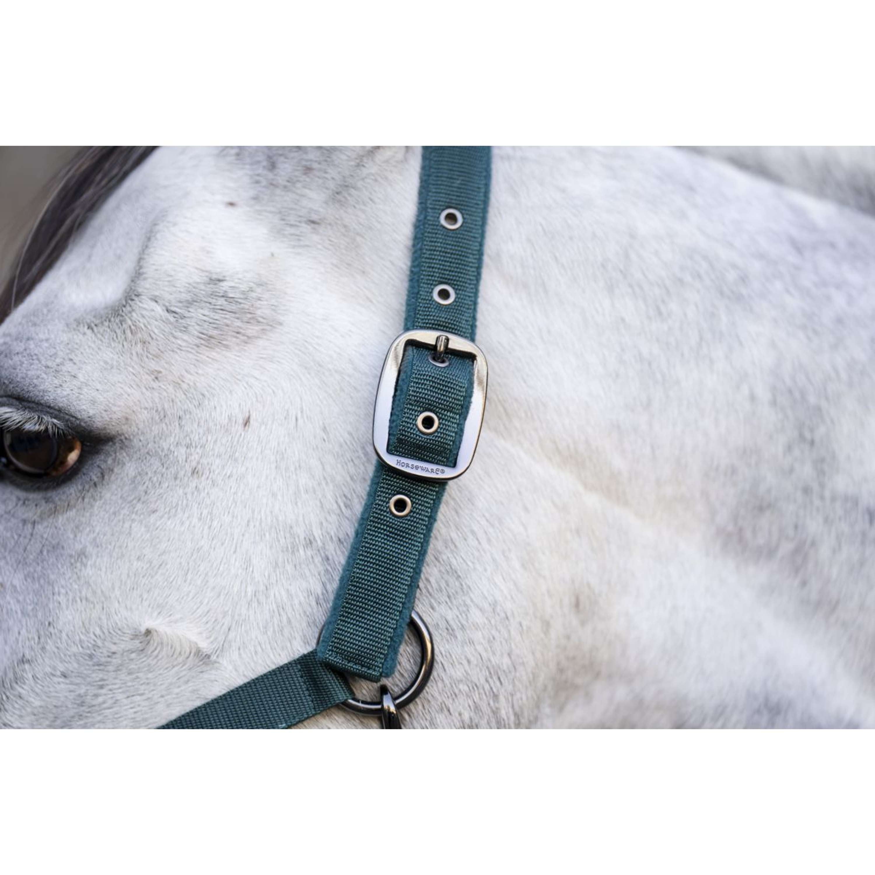 Amigo Halter and Leadrope Dynasty Green