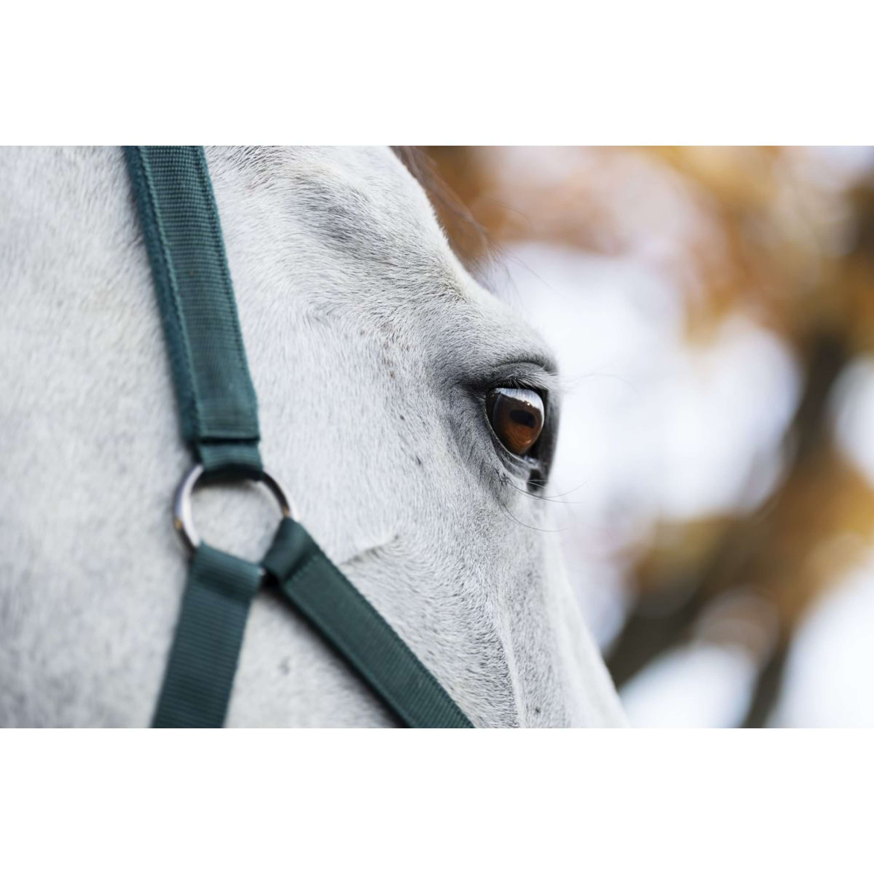 Amigo Halter and Leadrope Dynasty Green