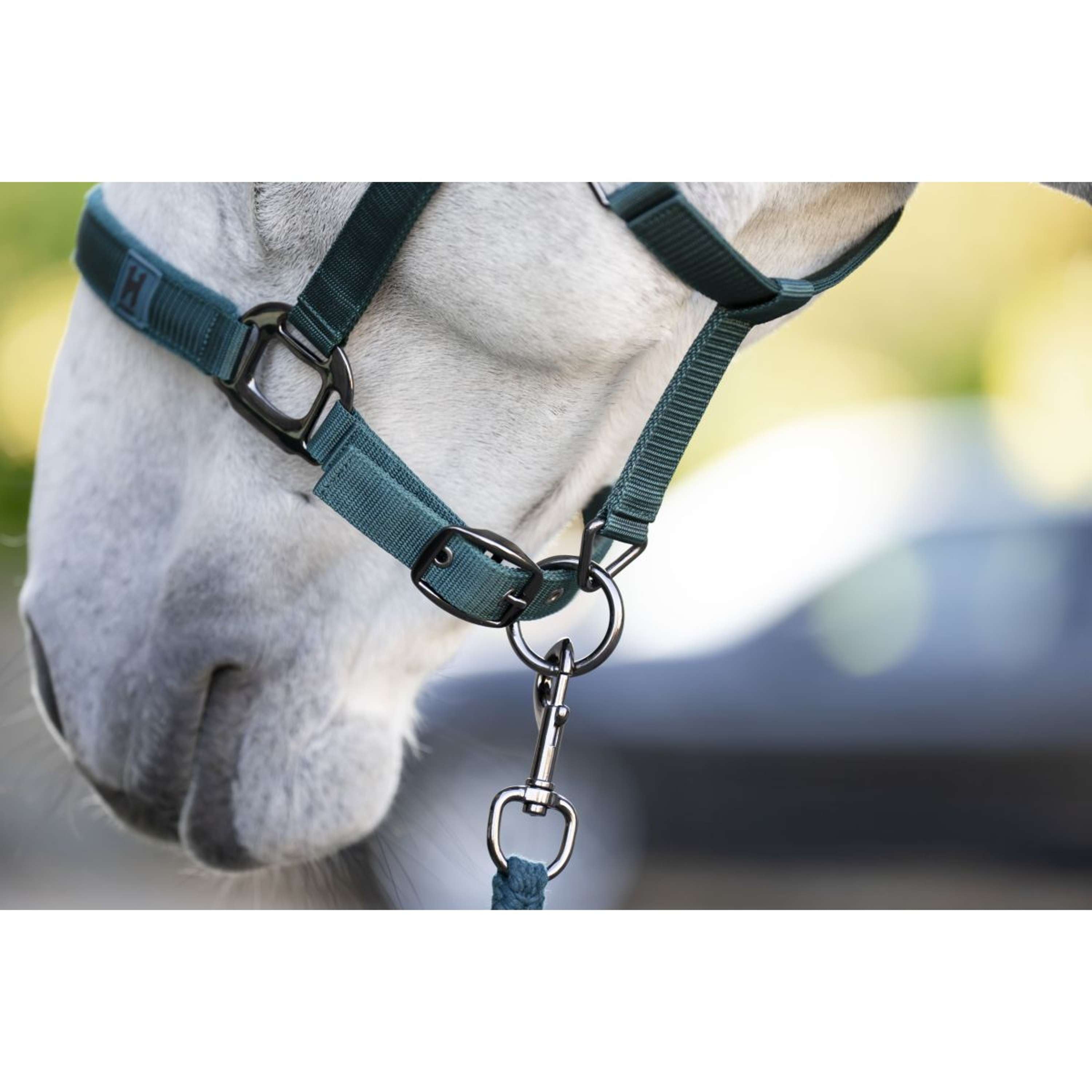 Amigo Halter and Leadrope Dynasty Green