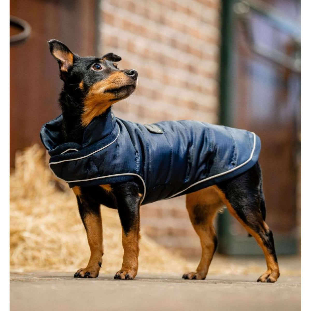 Horseware Dog Rug Signature Navy