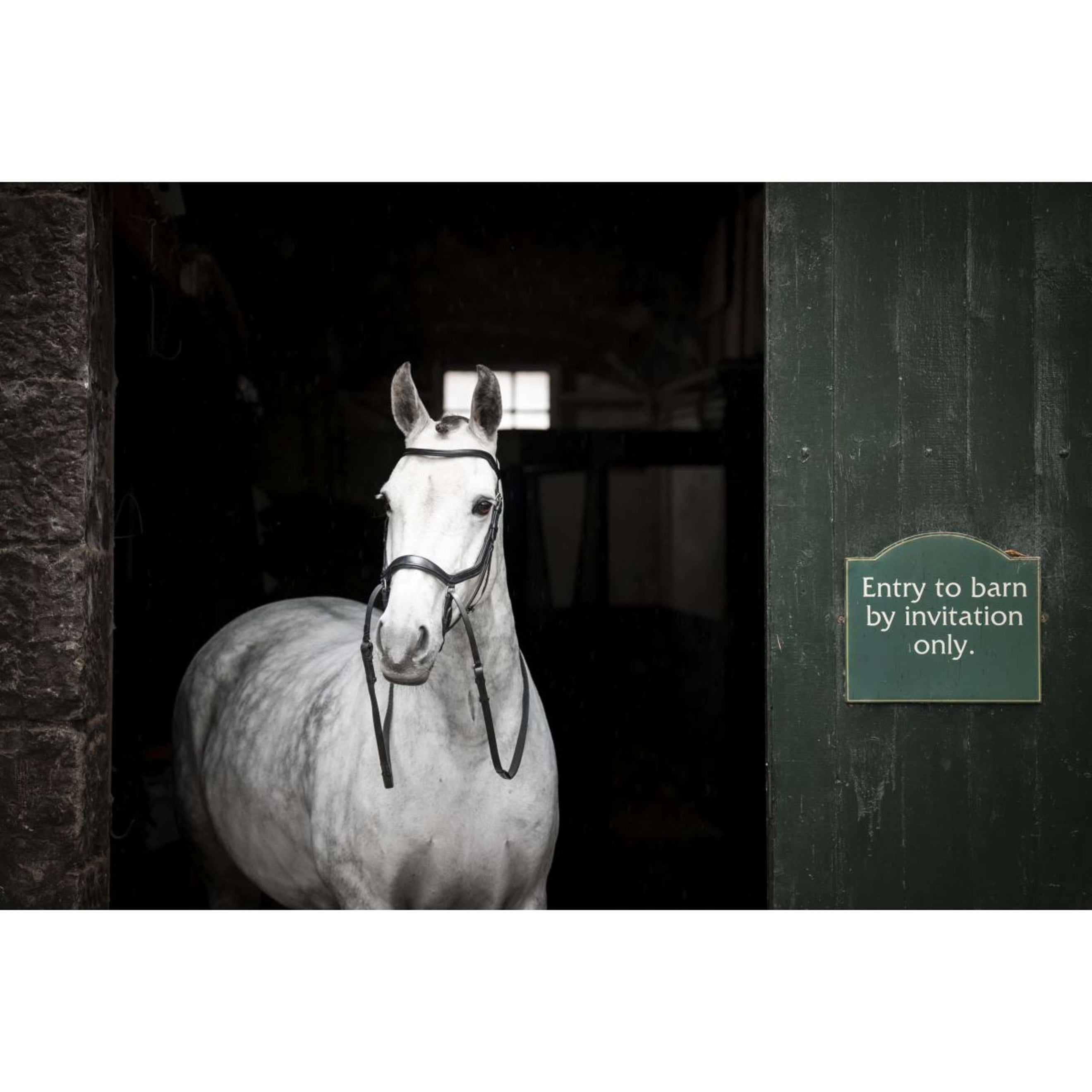 Rambo Micklem Bitless Bridle Black