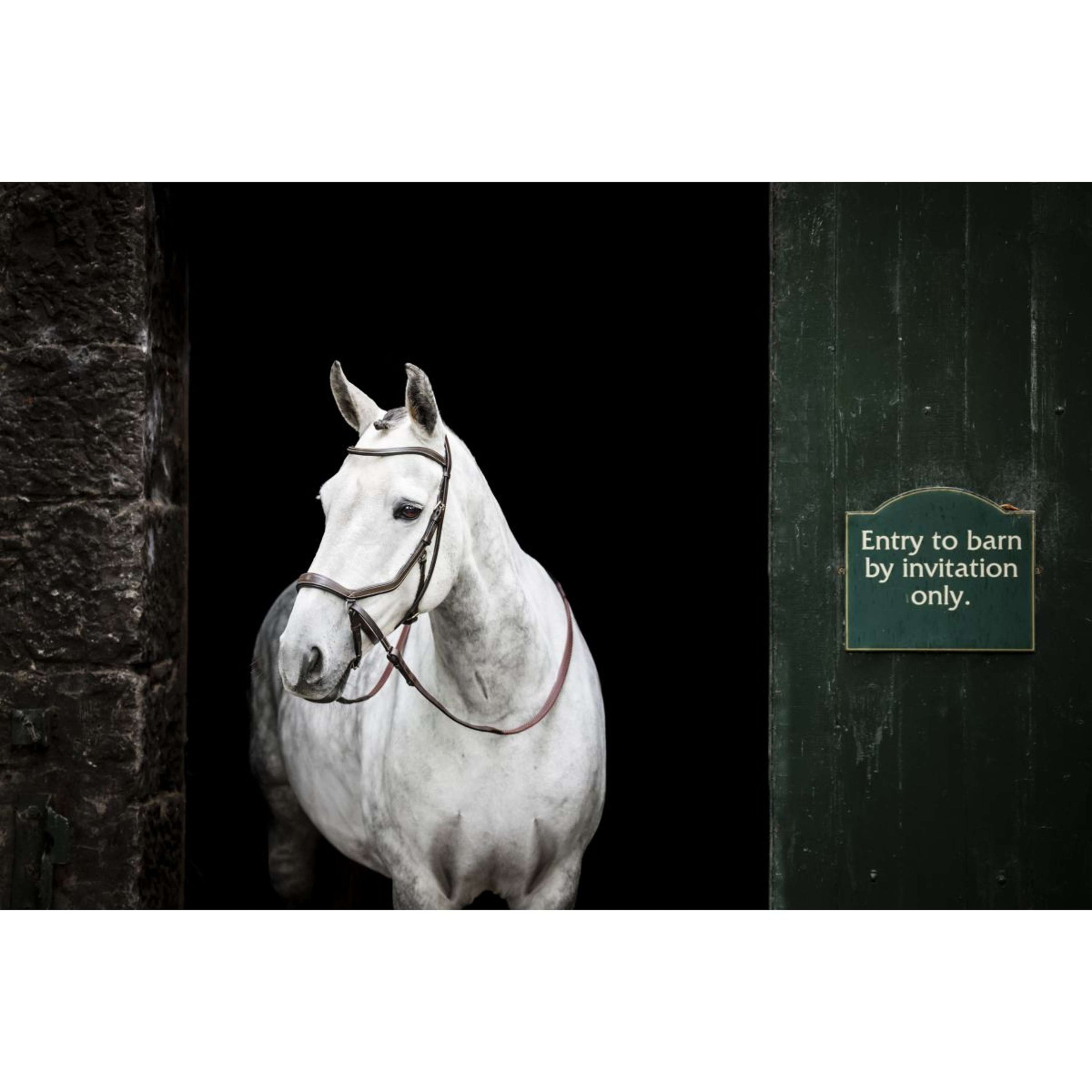 Rambo Micklem Bitless Bridle Brown