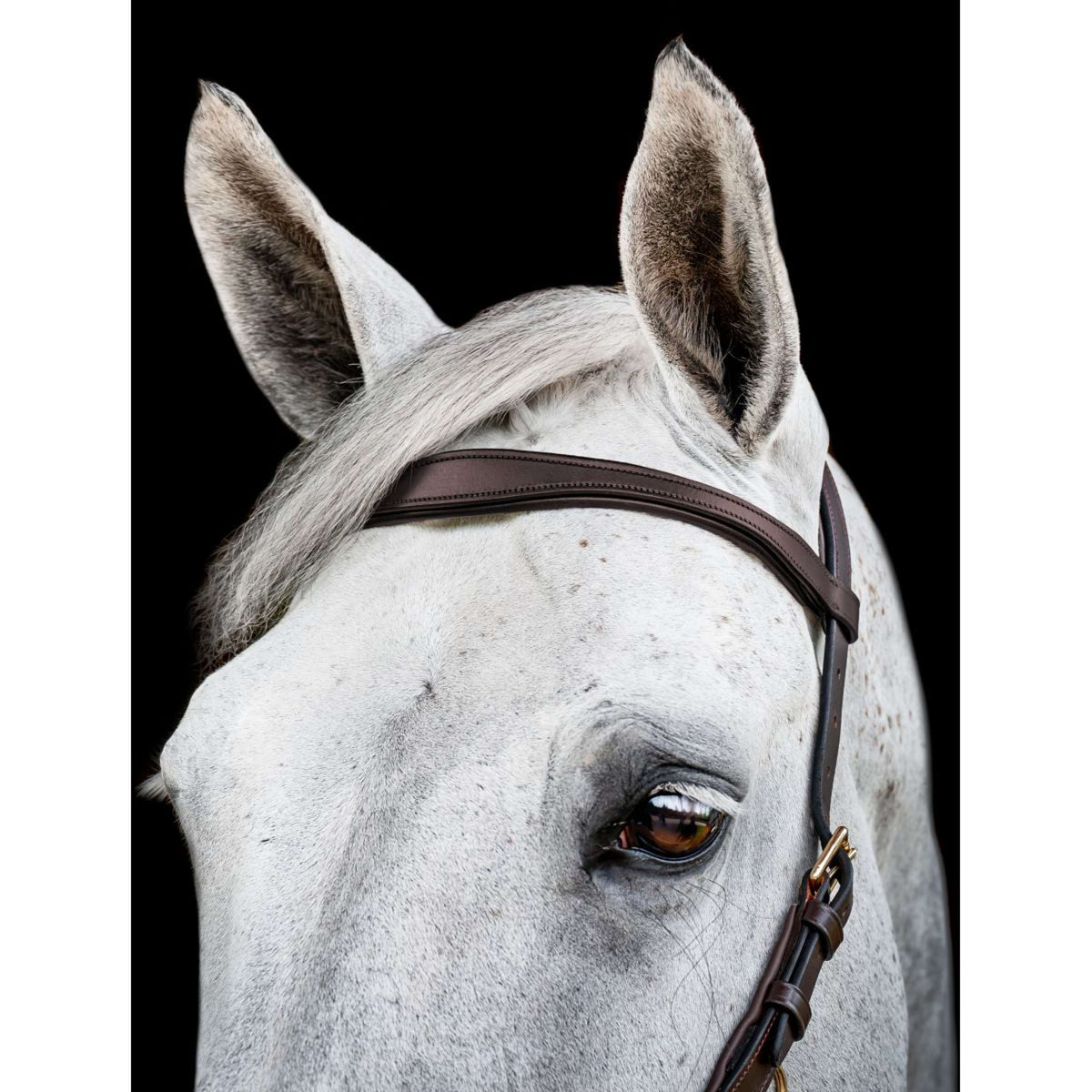 Rambo Micklem Multi Bridle New Dark Havana