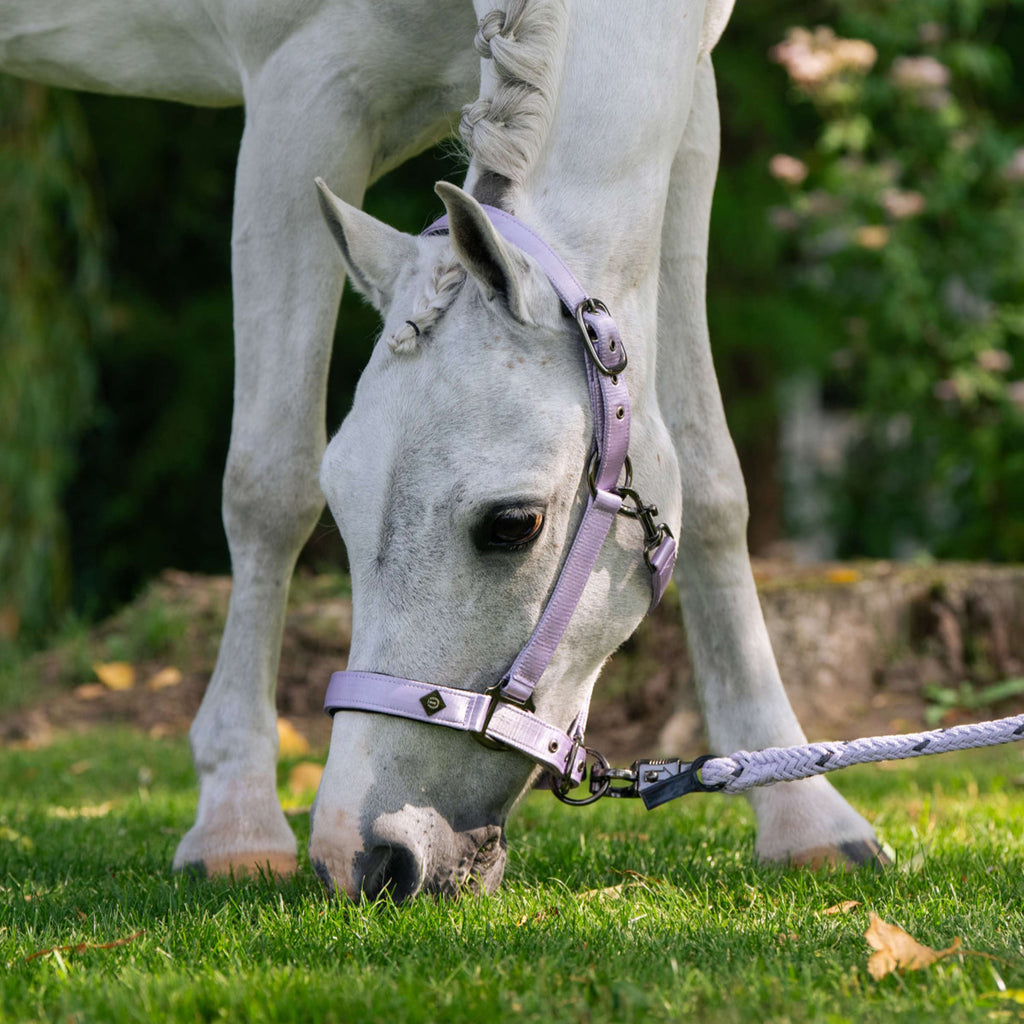 Imperial Riding Halter IRHRebel Wisteria