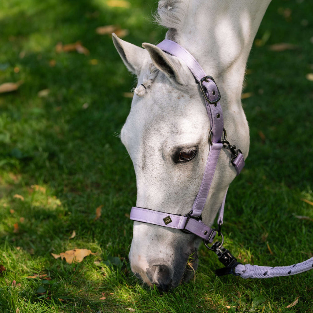 Imperial Riding Halter IRHRebel Wisteria