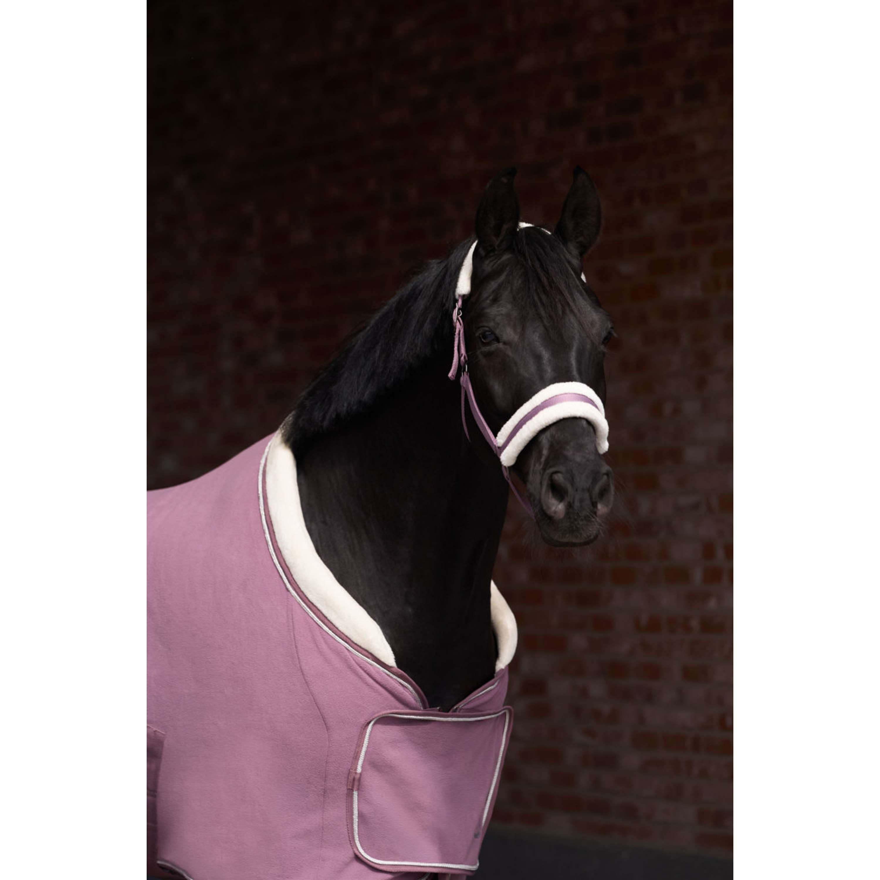 Imperial Riding Halter IRHJewel Mauve