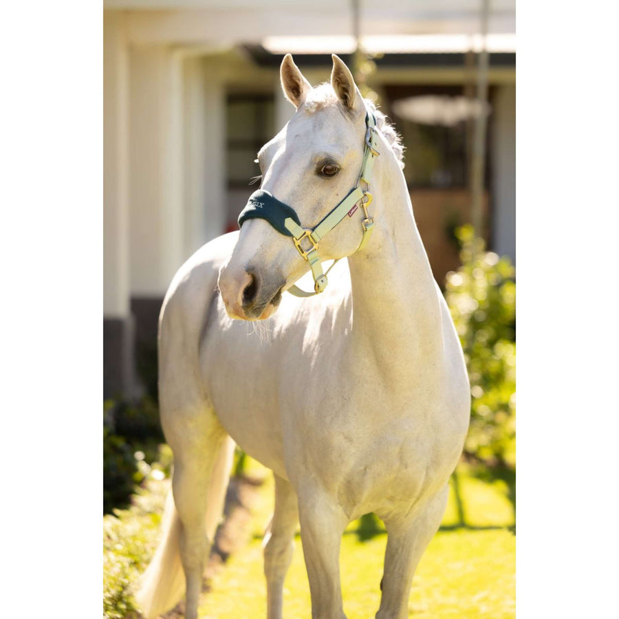 LeMieux Head Collar Set Vogue Macaron