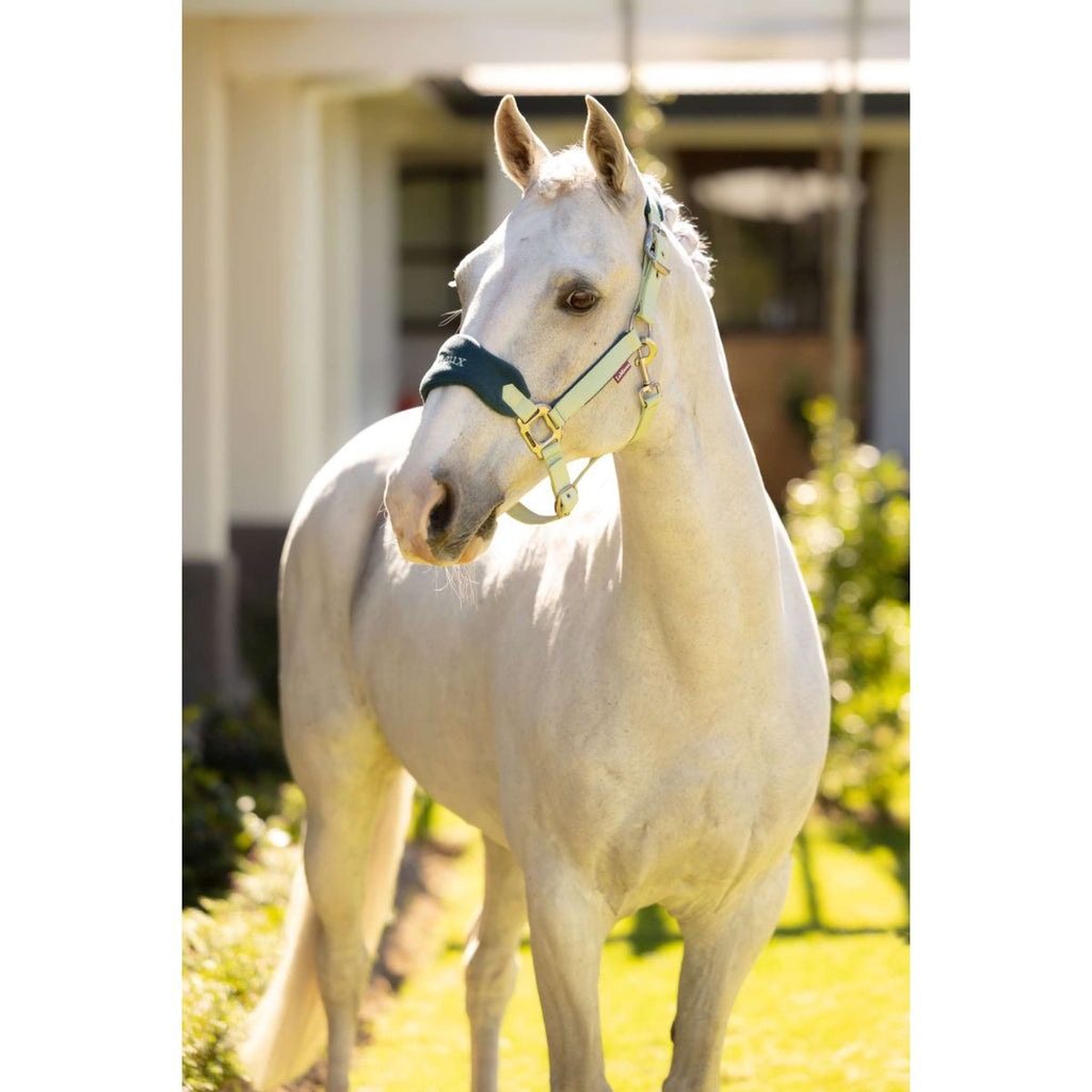 LeMieux Head Collar Set Vogue Macaron