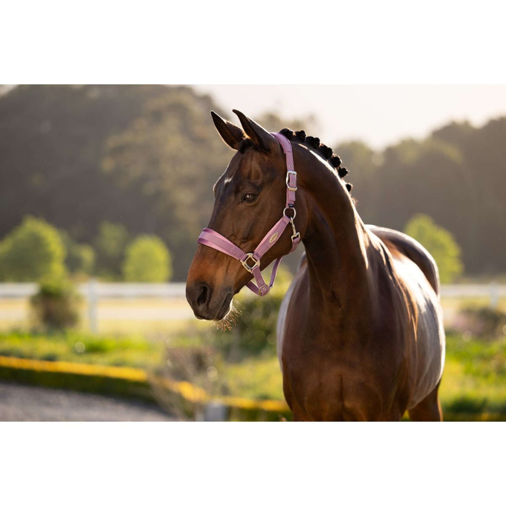 LeMieux Halter Versailles Mallow