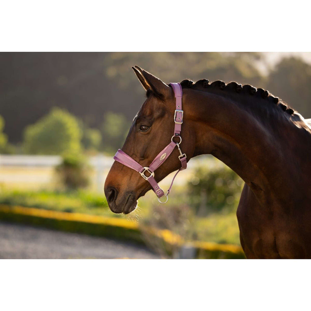 LeMieux Halter Versailles Mallow