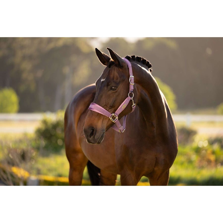 LeMieux Halter Versailles Mallow