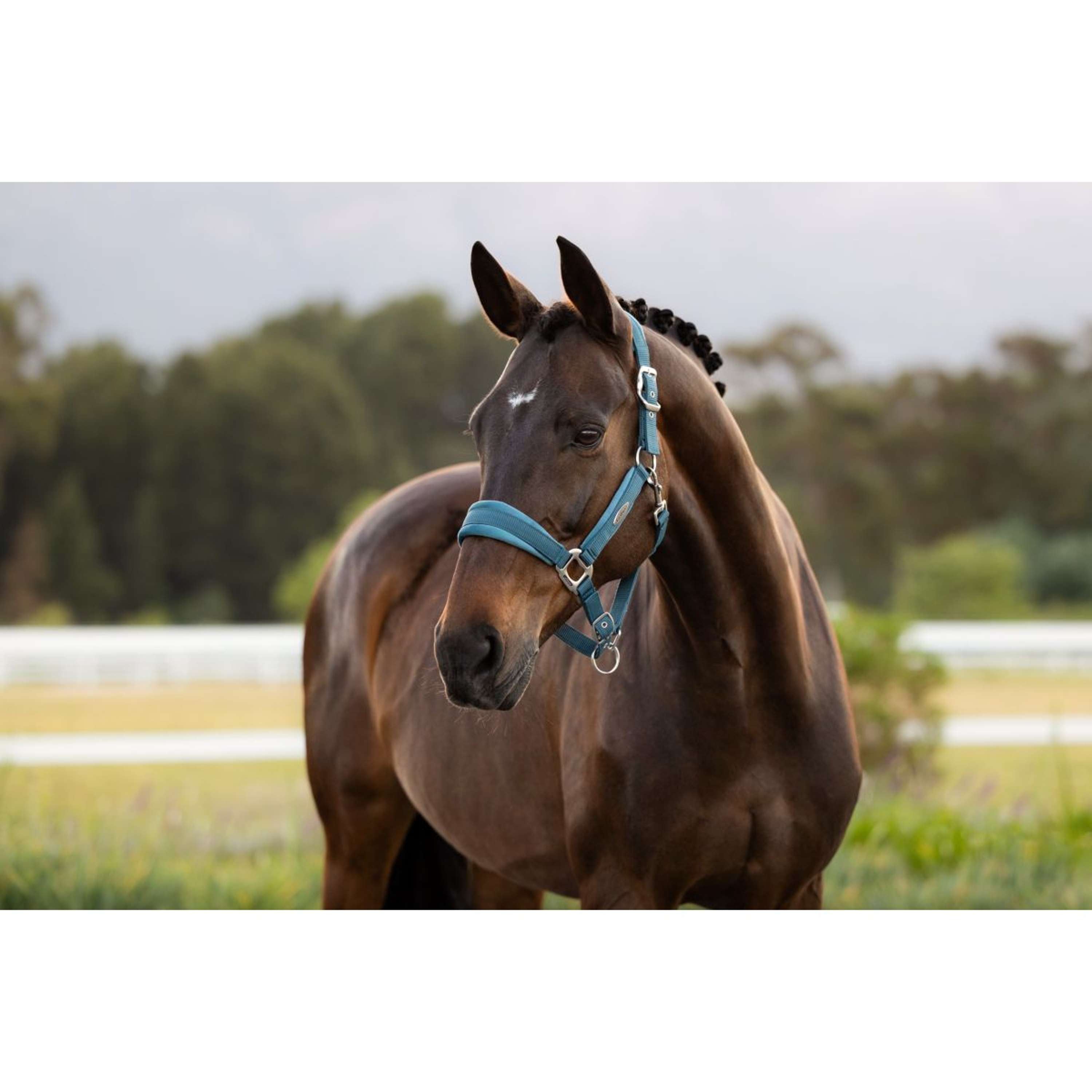 LeMieux Halter Versailles Jungle