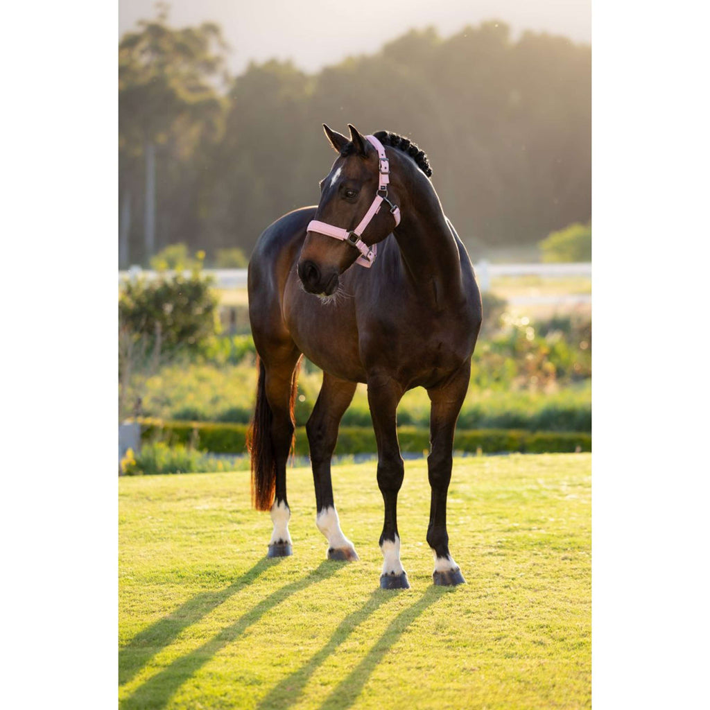 LeMieux Halter Essence Fondant