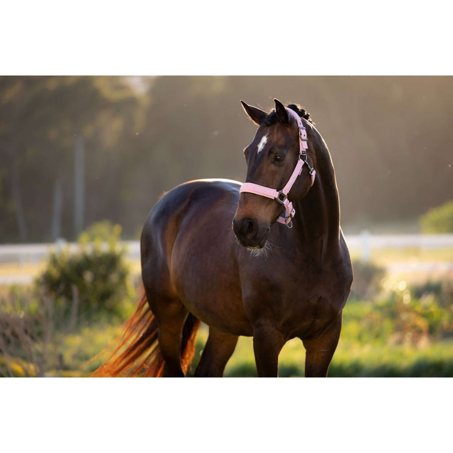 LeMieux Halter Essence Fondant