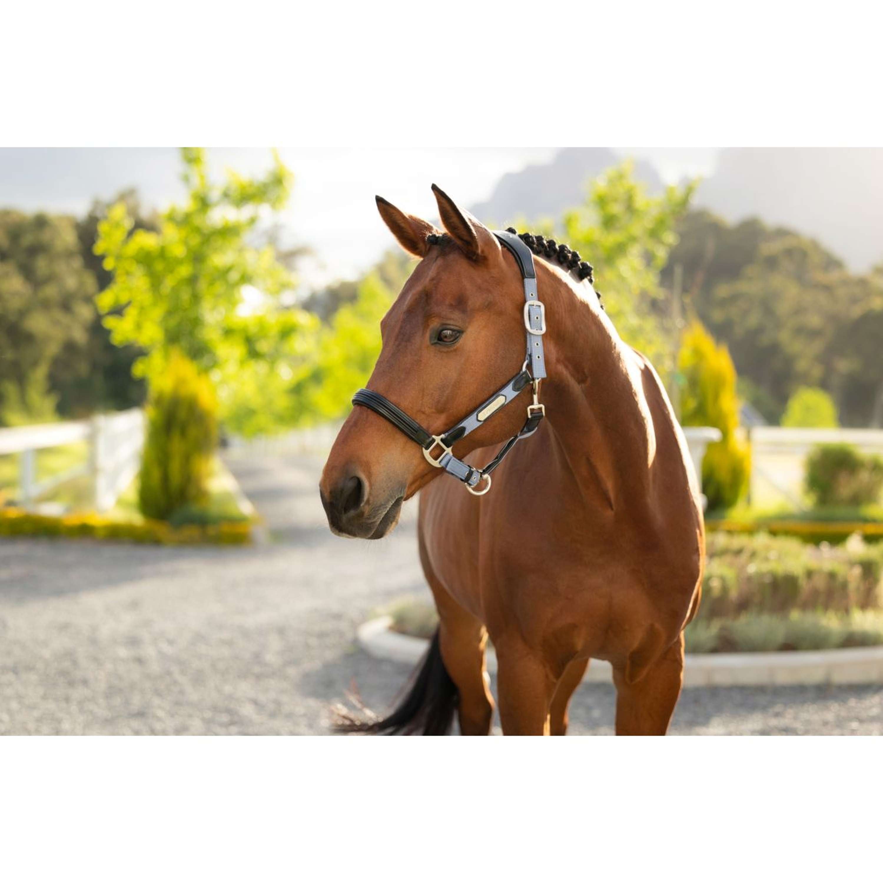 LeMieux Halter Capella Powder Blue