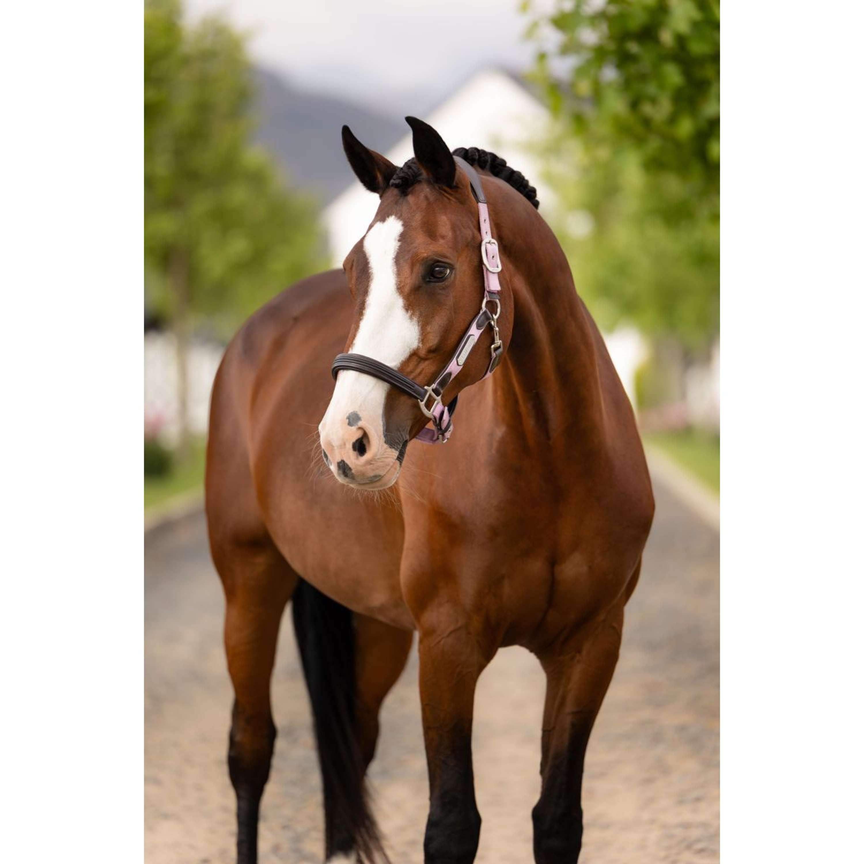 LeMieux Halter Capella Fondant