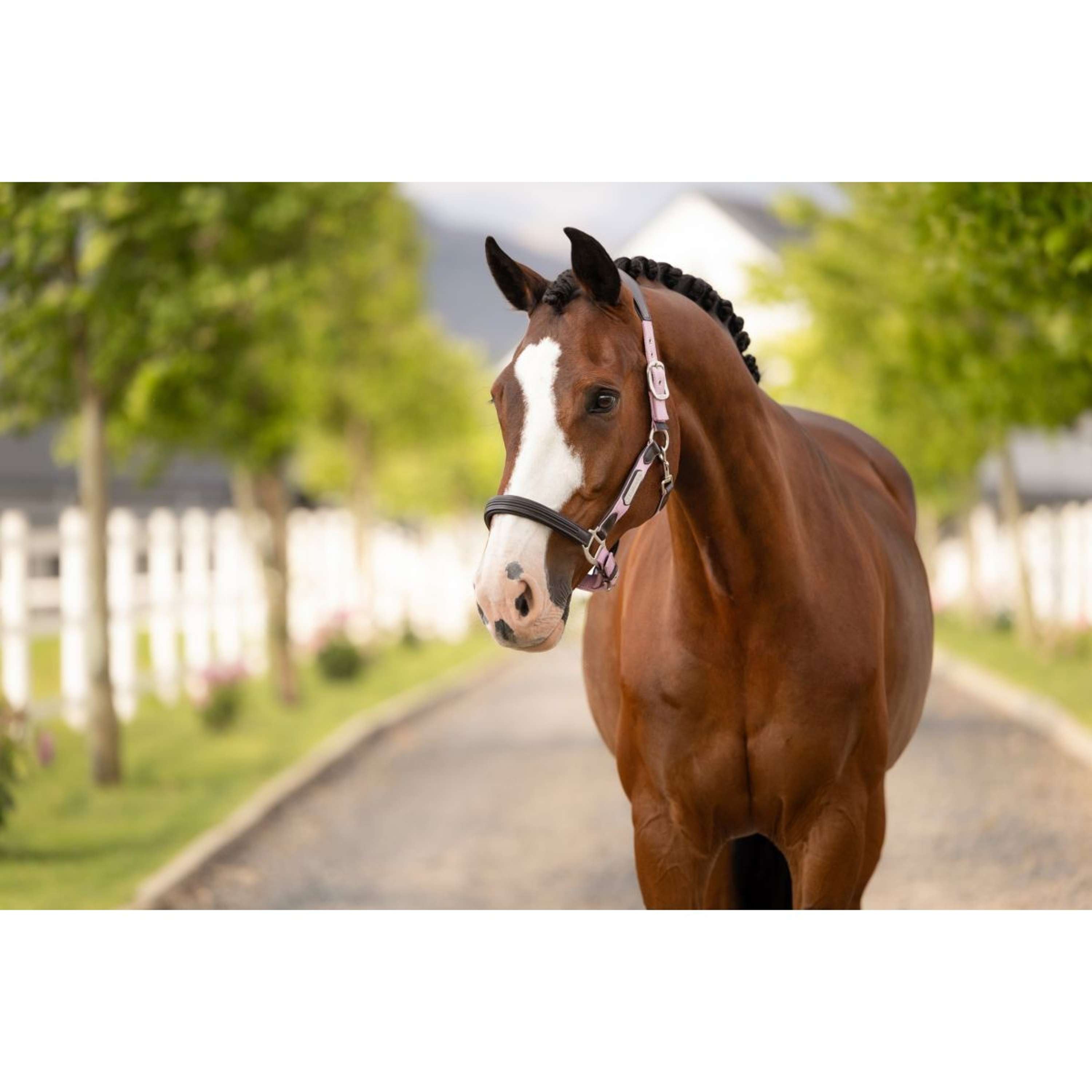 LeMieux Halter Capella Fondant