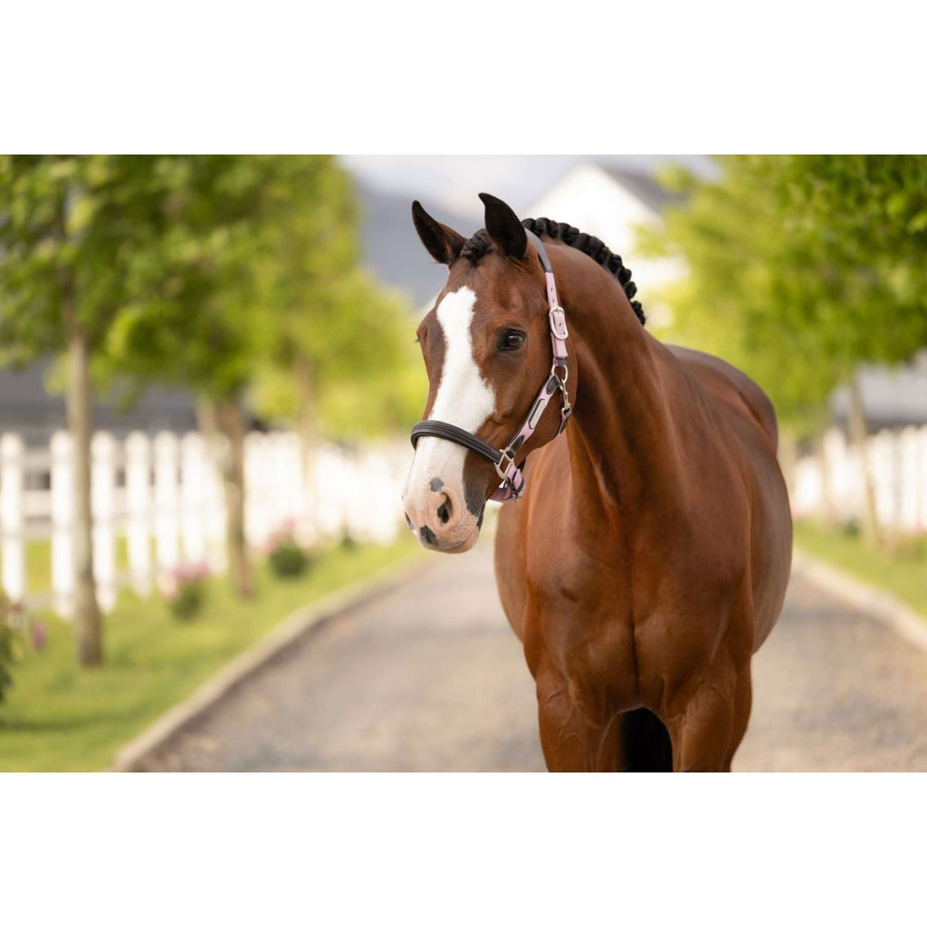 LeMieux Halter Capella Fondant