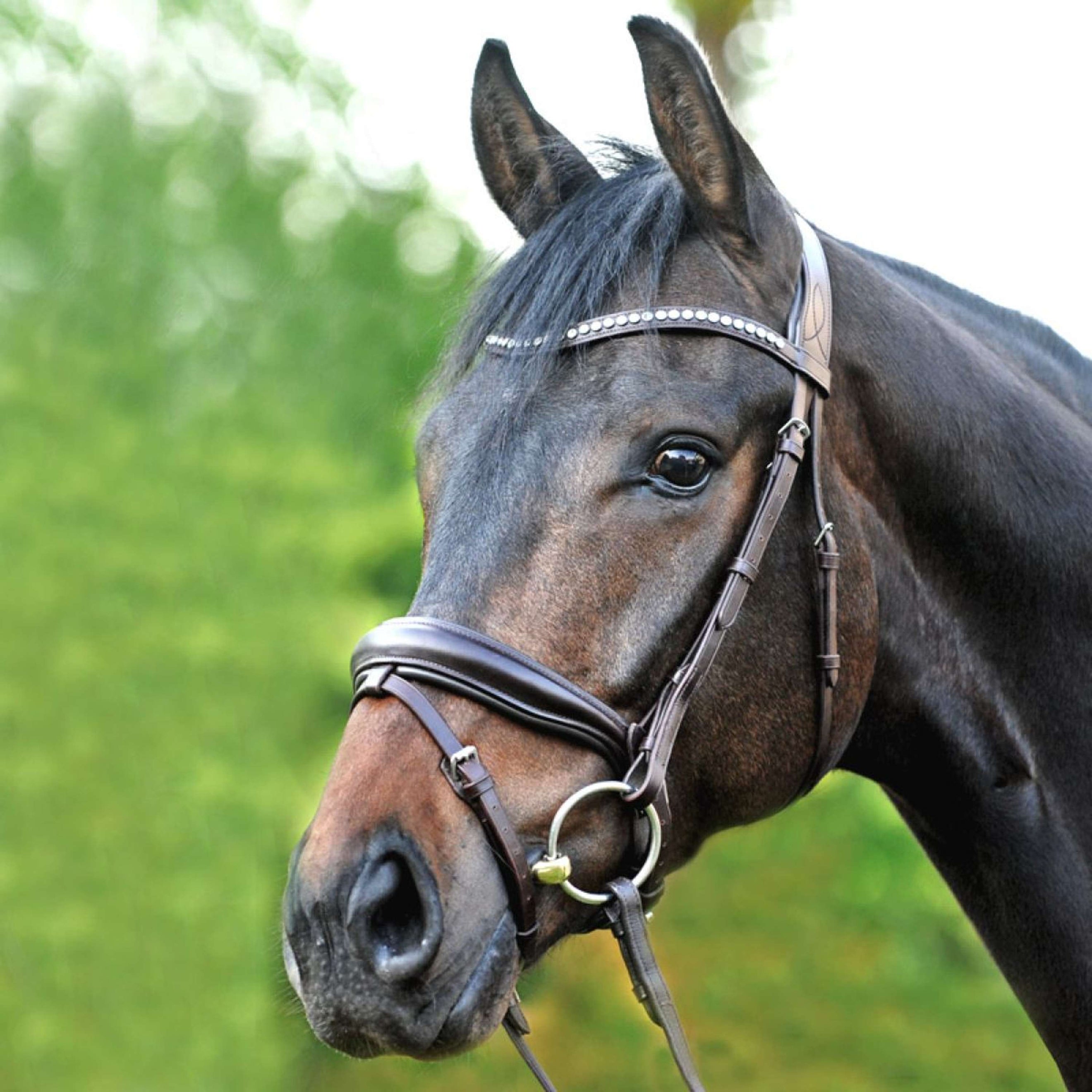 Kavalkade Bridle Charlotte DR Brown/Brown