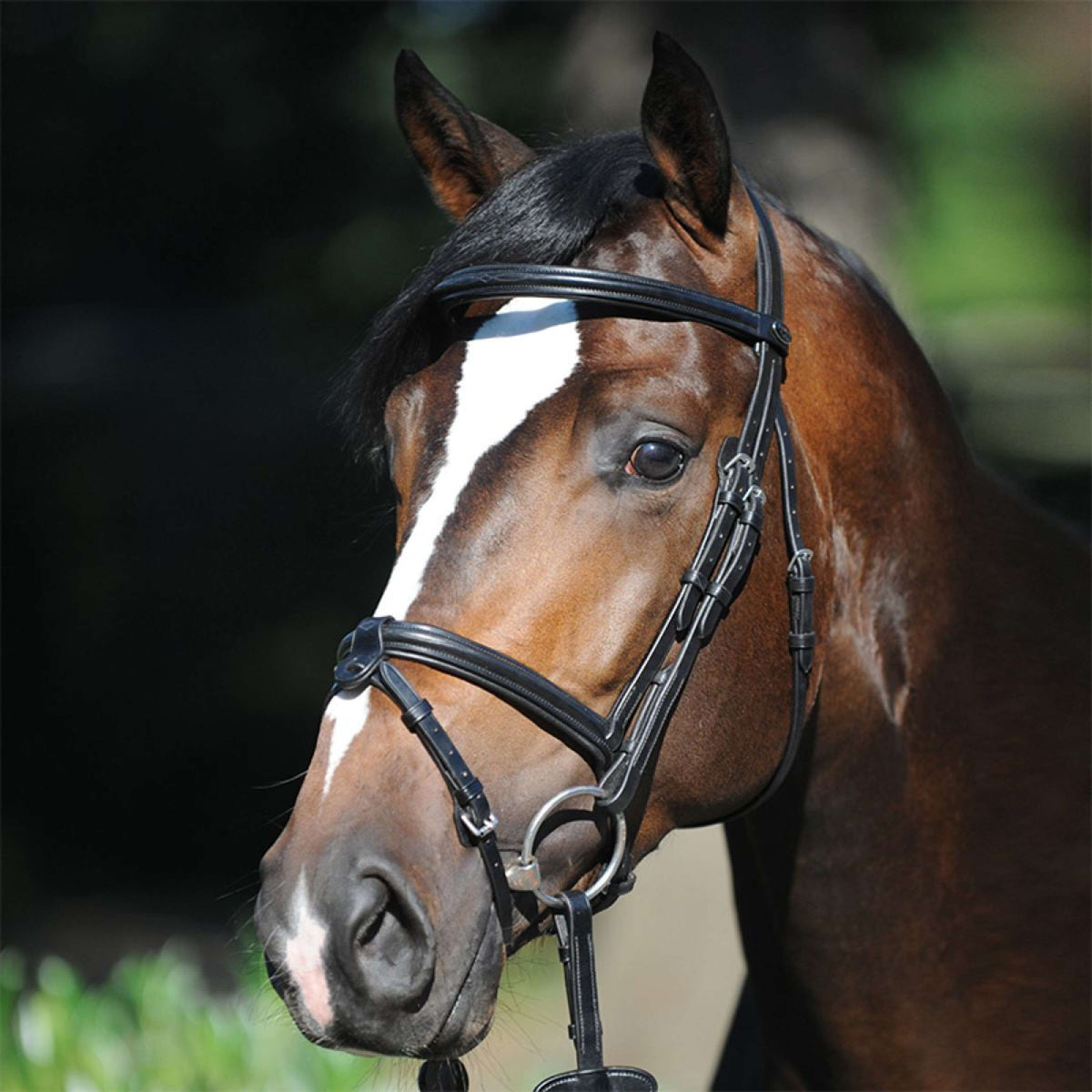 Kavalkade Bridle Lorenz Jumping Black