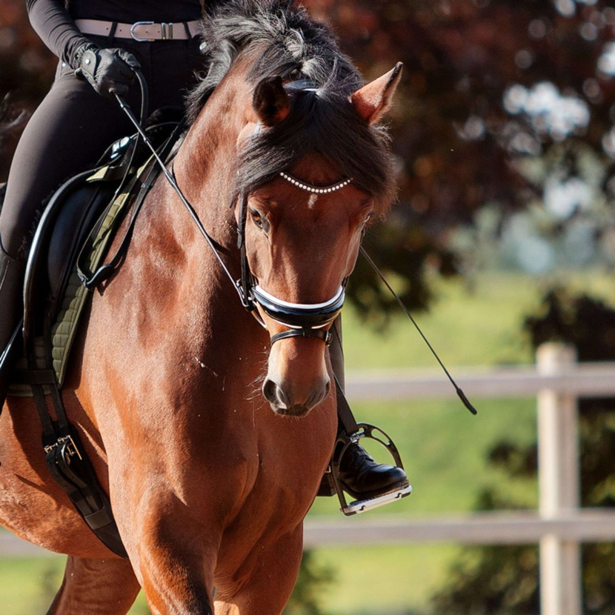 Kavalkade Bridle Charlotte DR Black/White/Lack