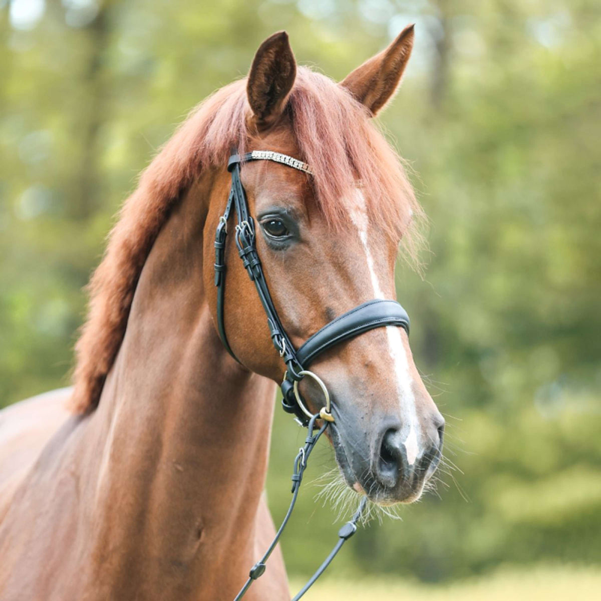 Kavalkade Bridle Everlyn English Black