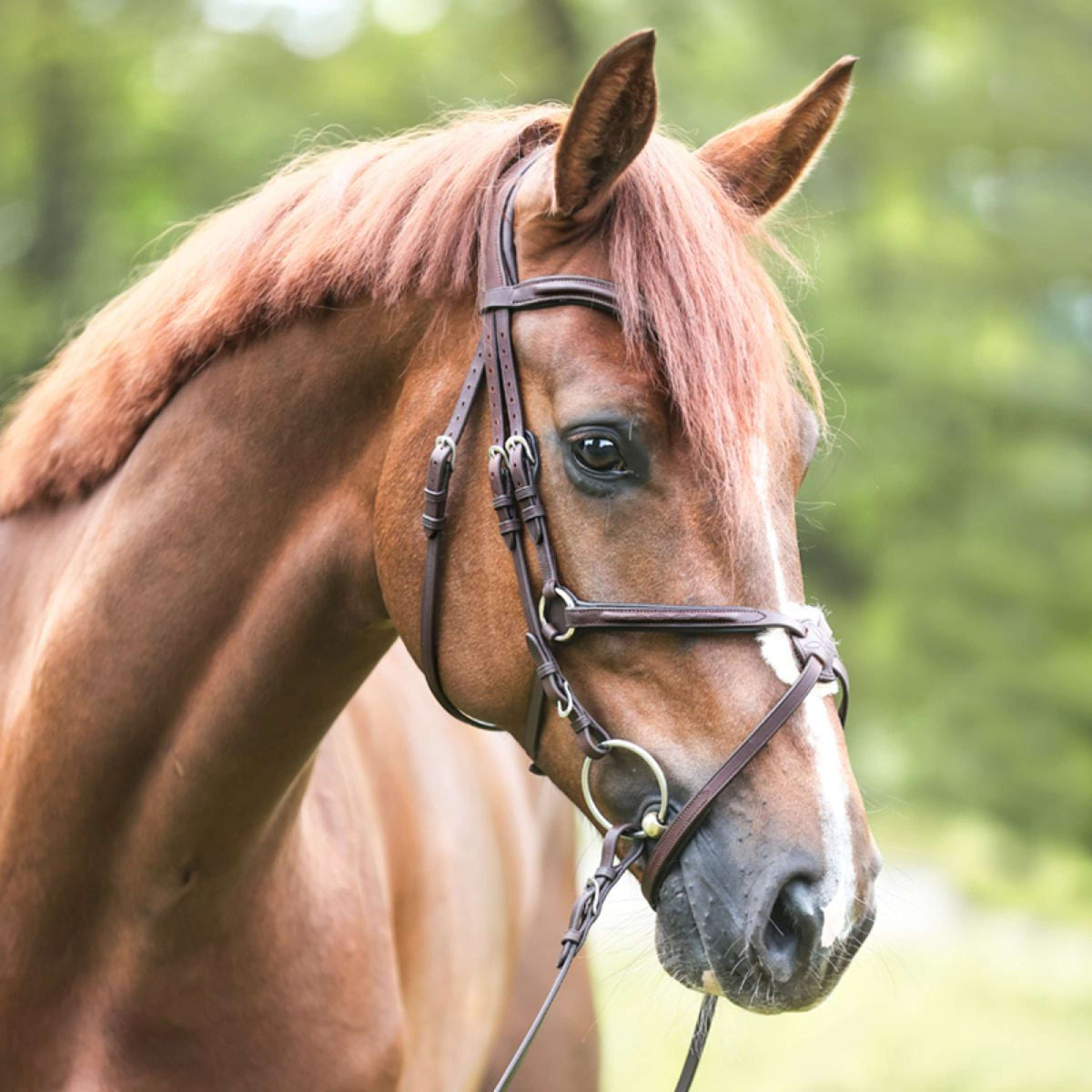 Kavalkade Bridle Everado Mexican Brown