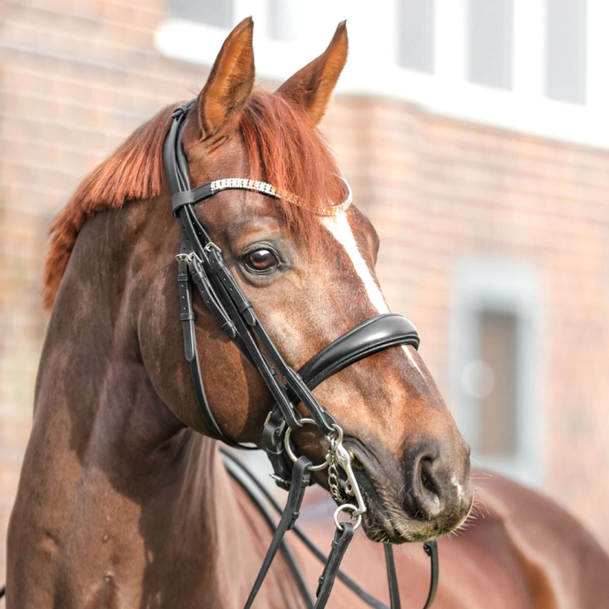 Kavalkade Double Bridle Sonya Black