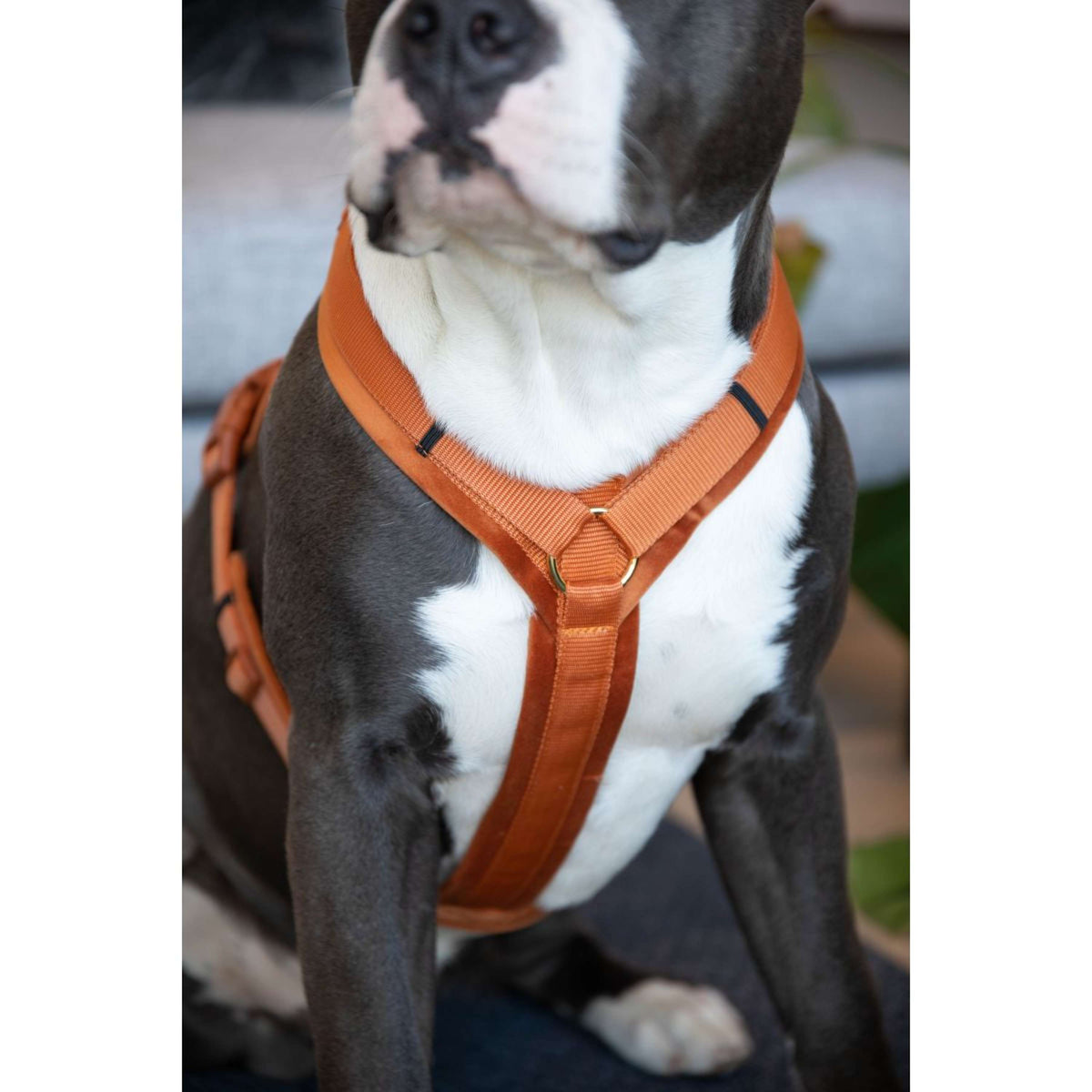 Kentucky Harness Active Velvet Orange