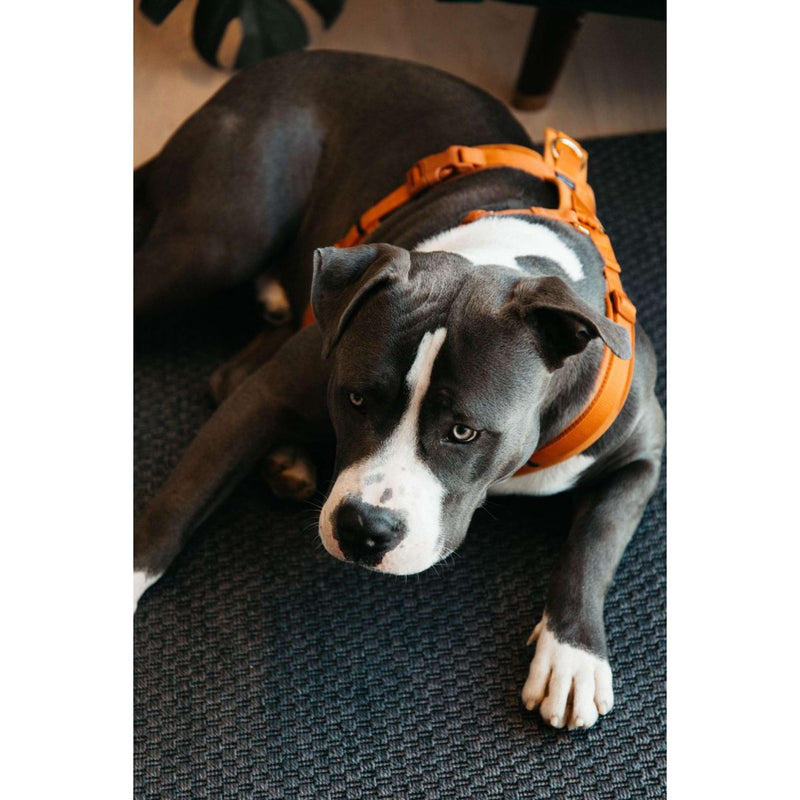 Kentucky Harness Active Velvet Orange