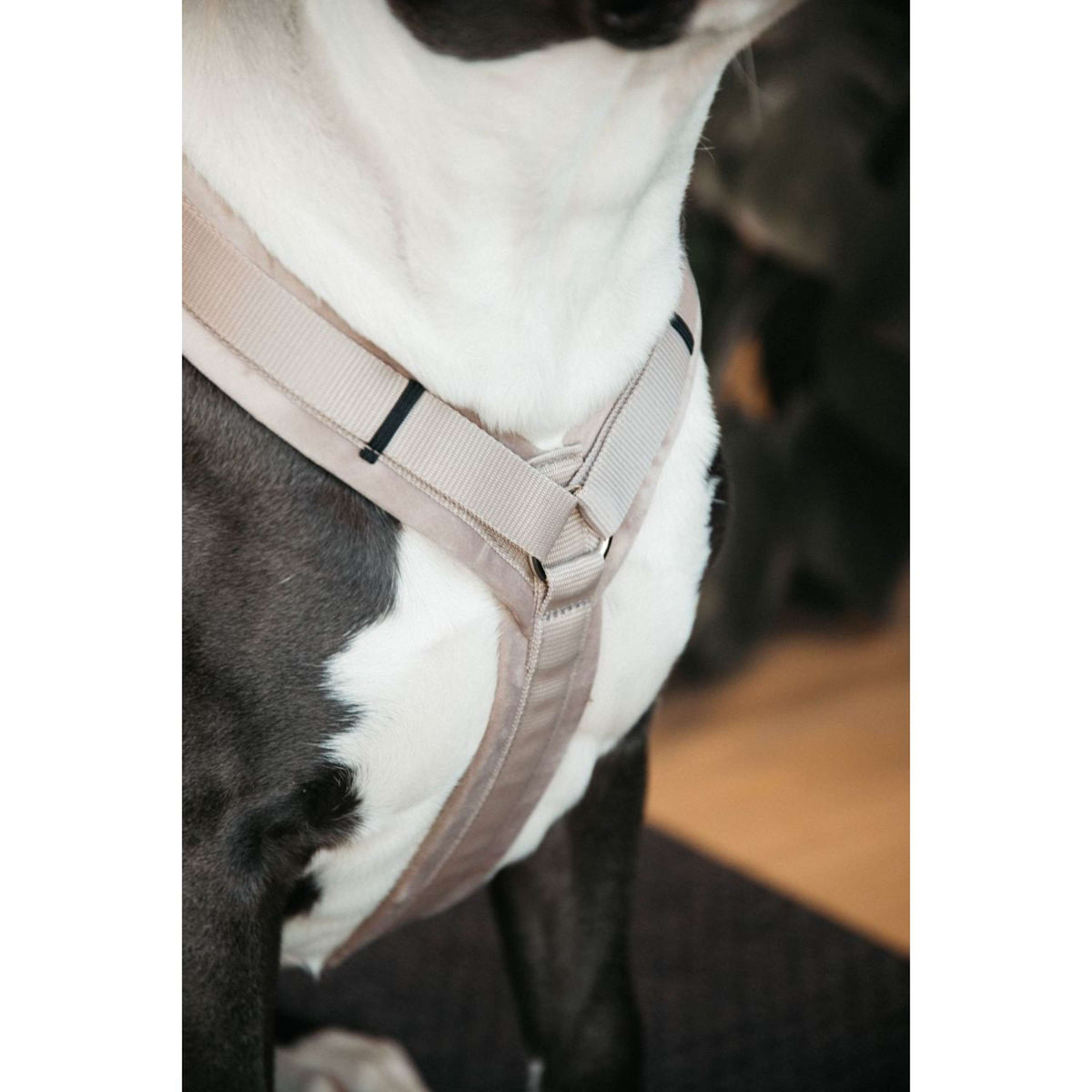 Kentucky Harness Active Velvet Beige