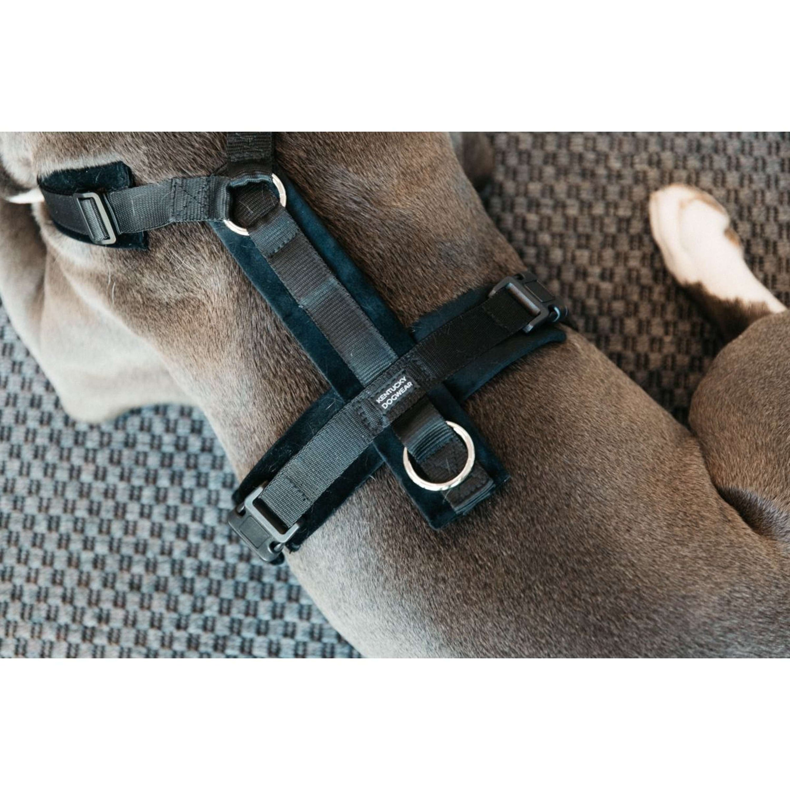 Kentucky Harness Active Velvet Black Kentucky Harness Active Velvet Black