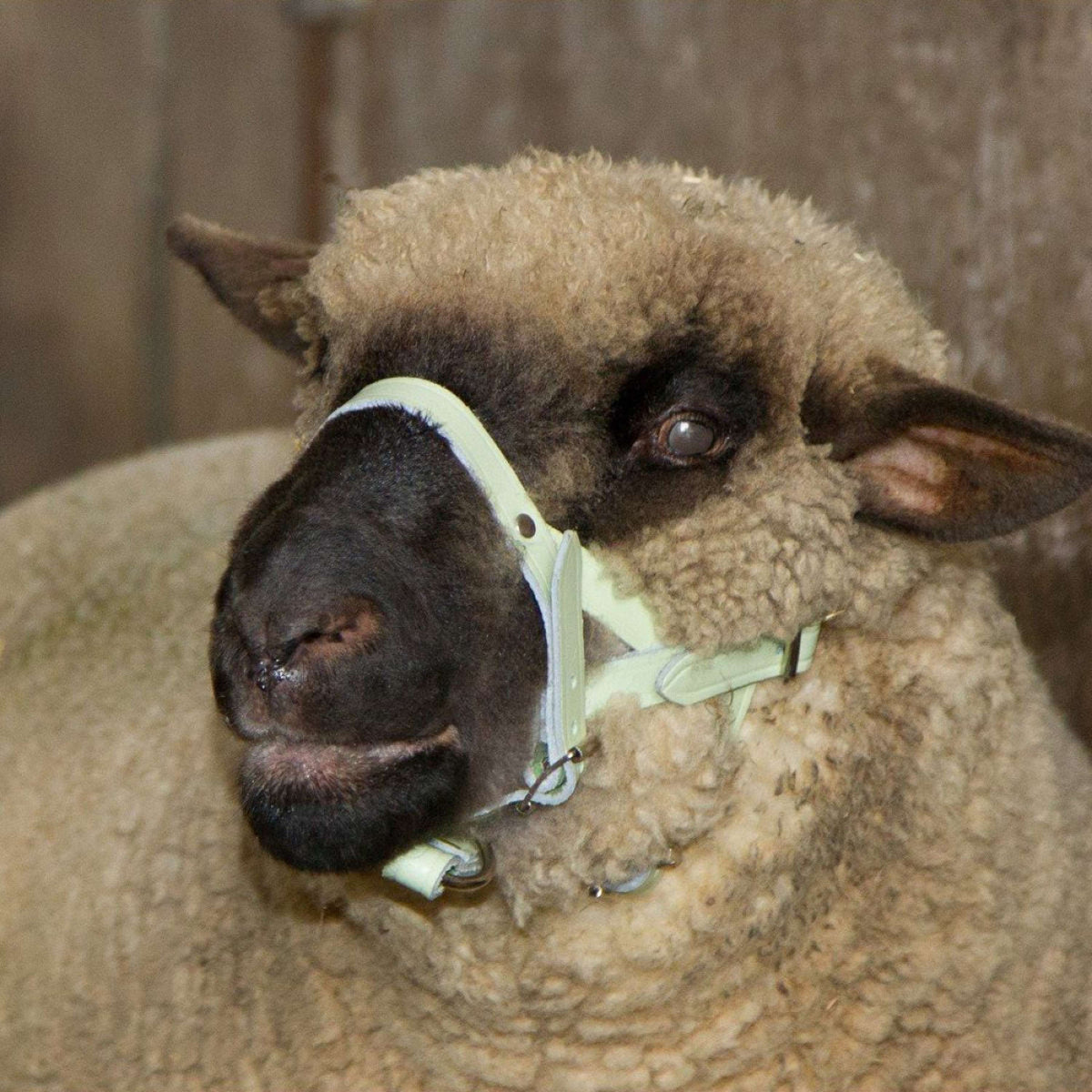 Kerbl Sheep and Ram Halter