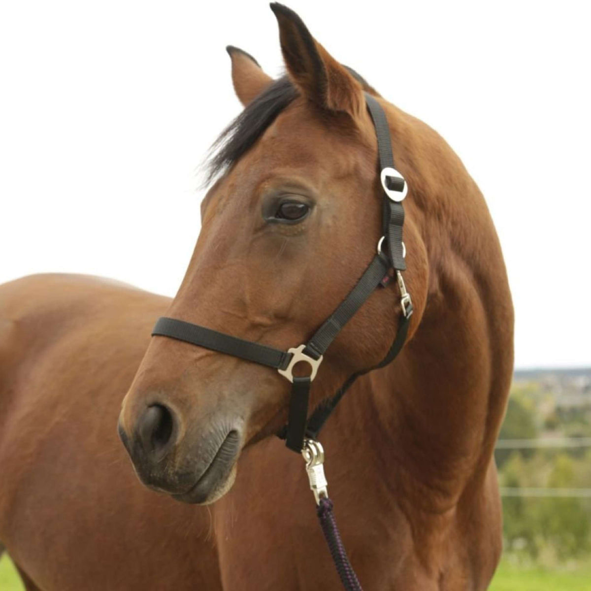 Covalliero Head-Collar Hippo Black