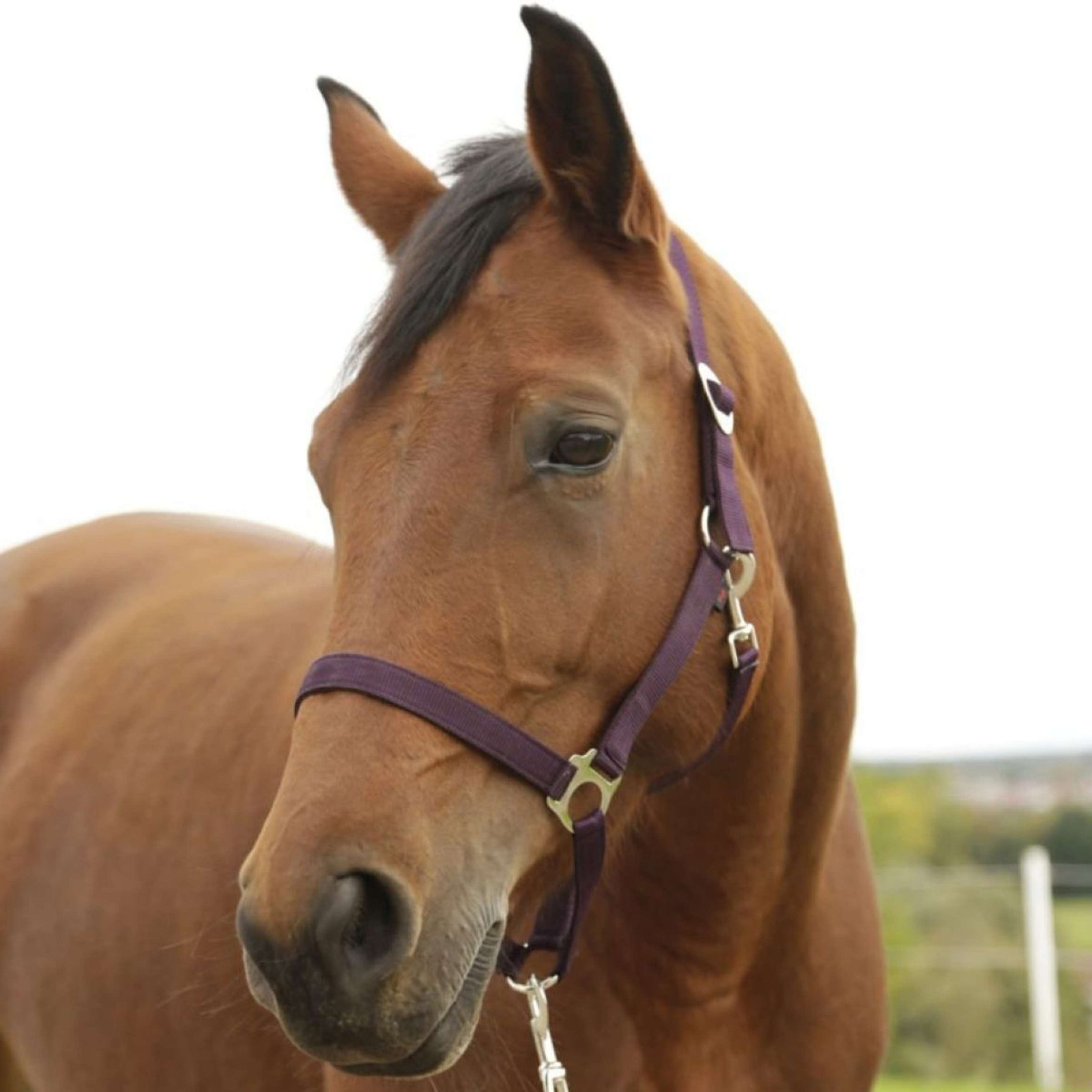 Kerbl Head-Collar Hippo Eggplant