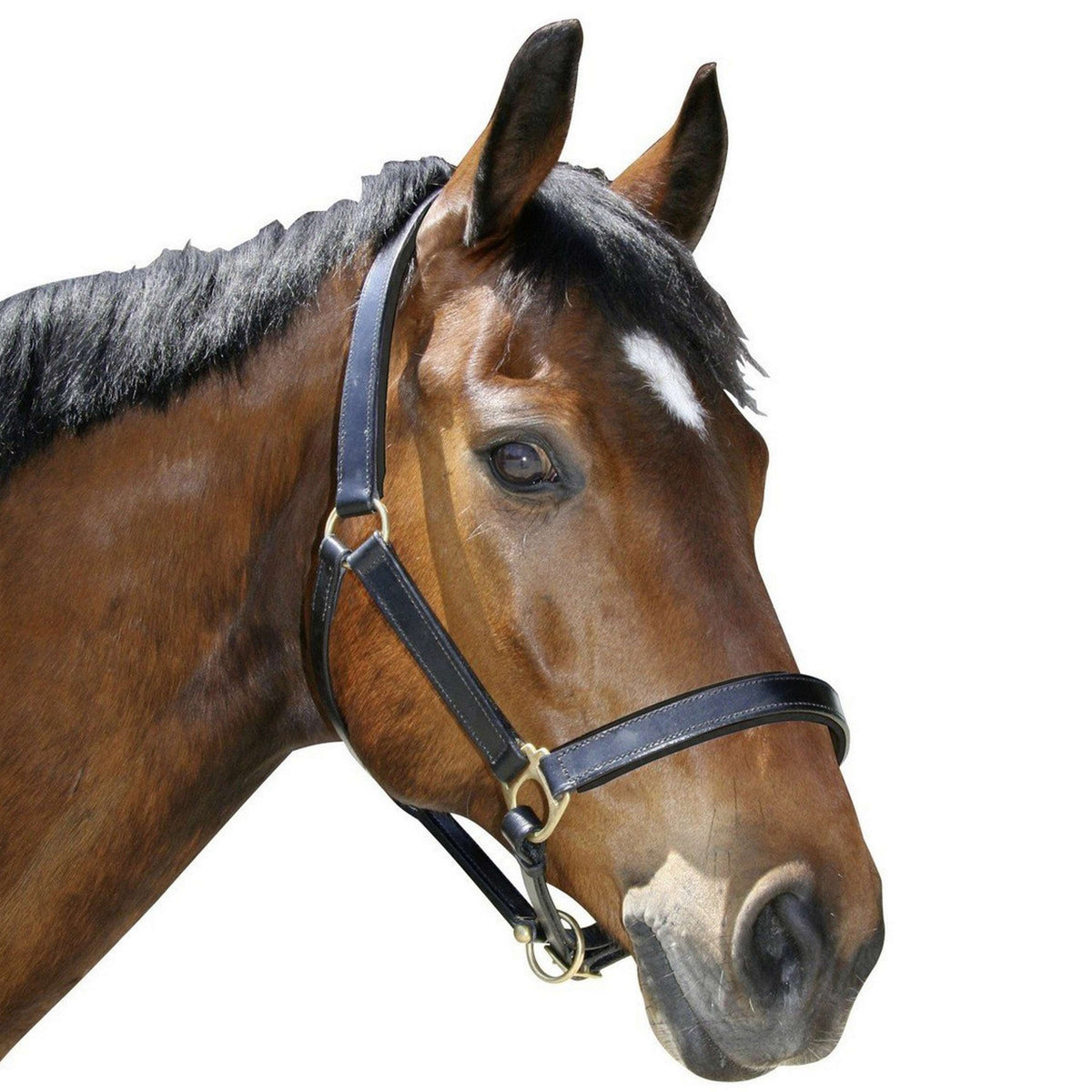 Covalliero Head-Collar Eco Black