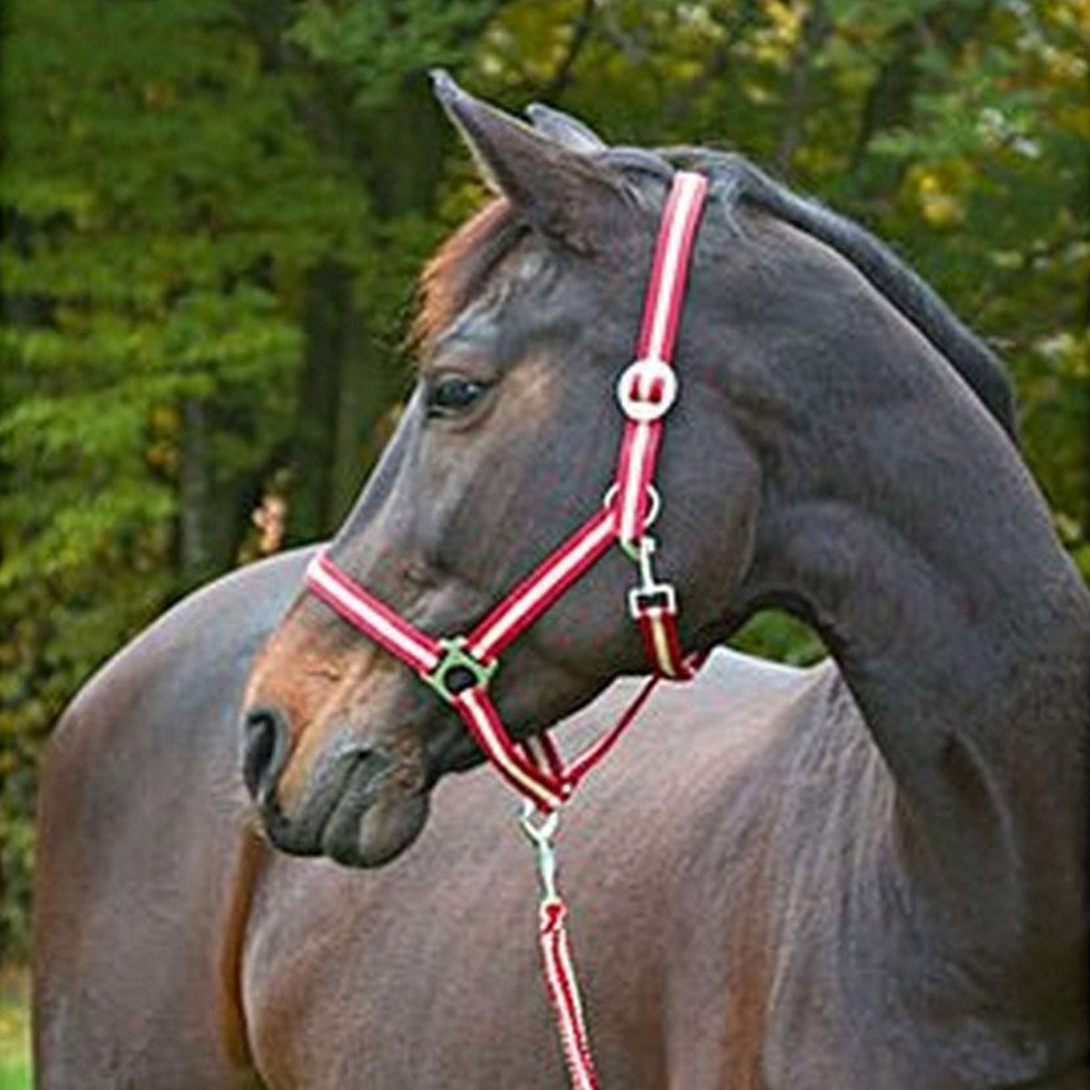 Covalliero Head-Collar Hippo Bordeaux/Beige