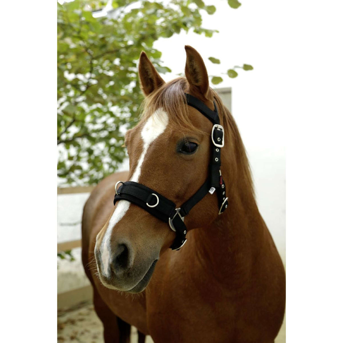 Kerbl Lunging Halter Synthetic Black