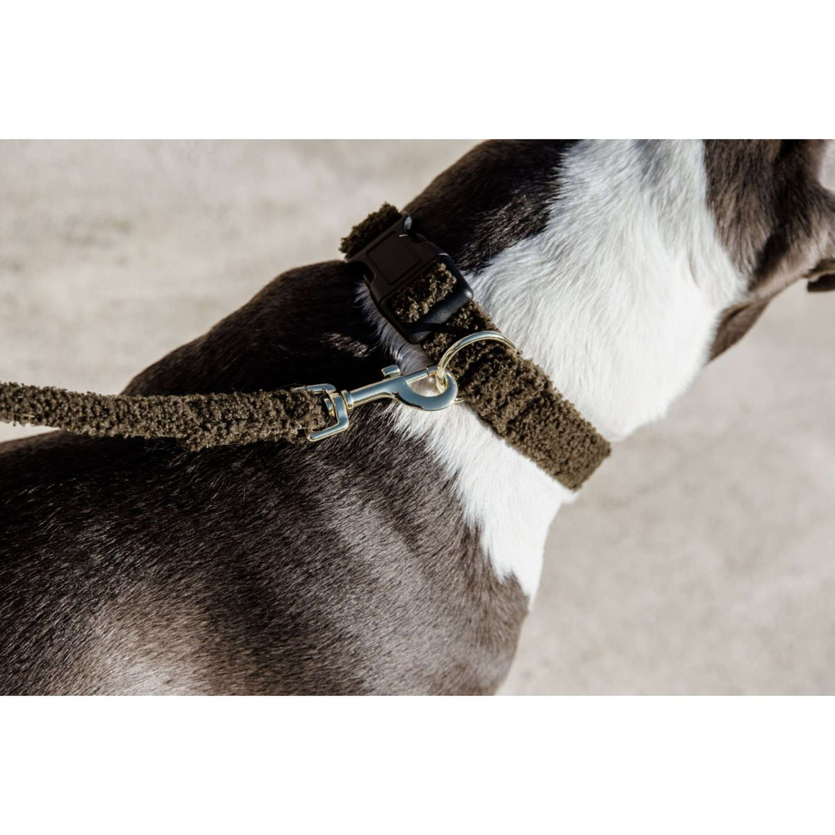 Kentucky Collar Teddy Fleece Pine Green